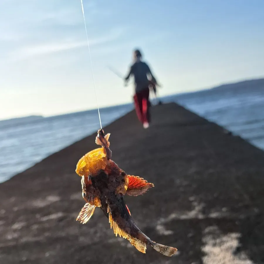 The most recent Small red scorpionfish catches on Fishbrain