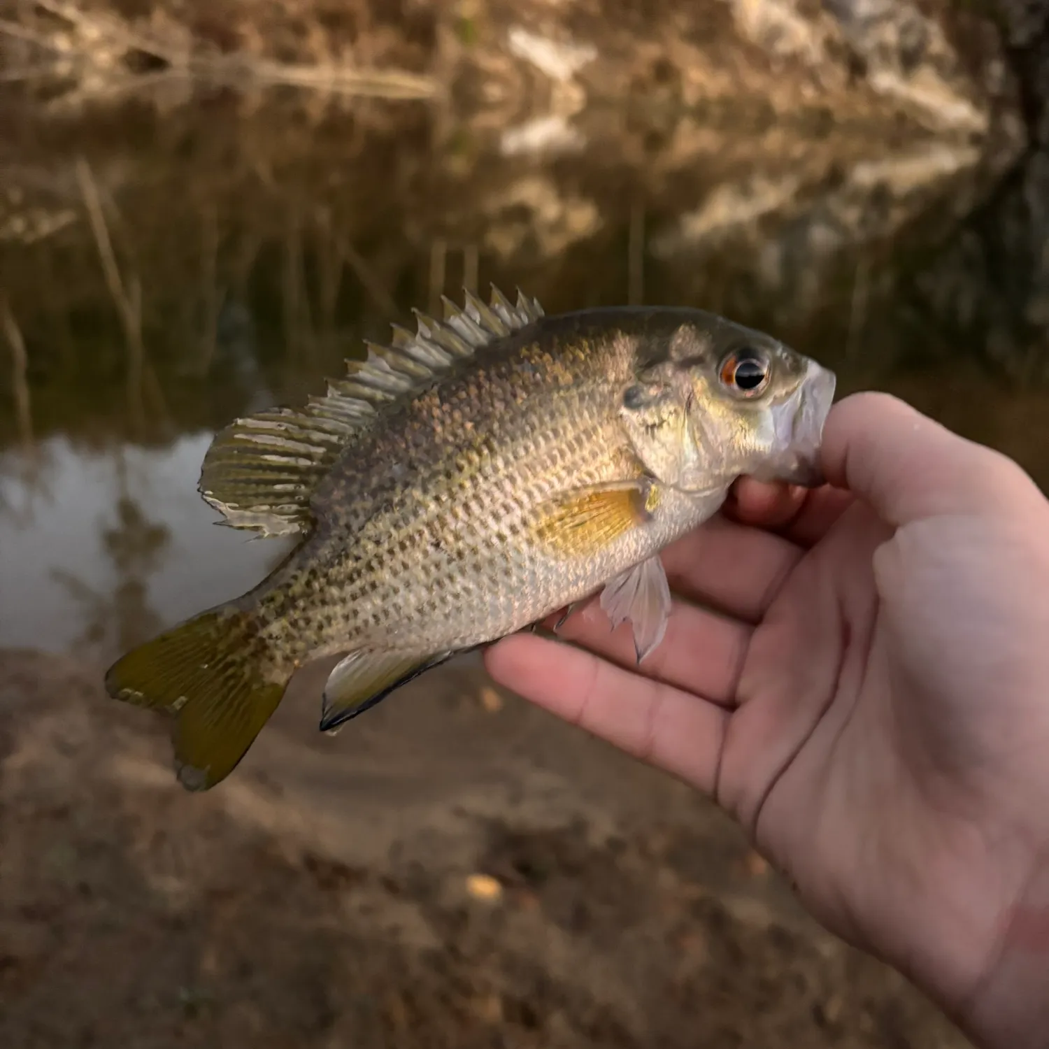 The most recent Rock bass catches on Fishbrain