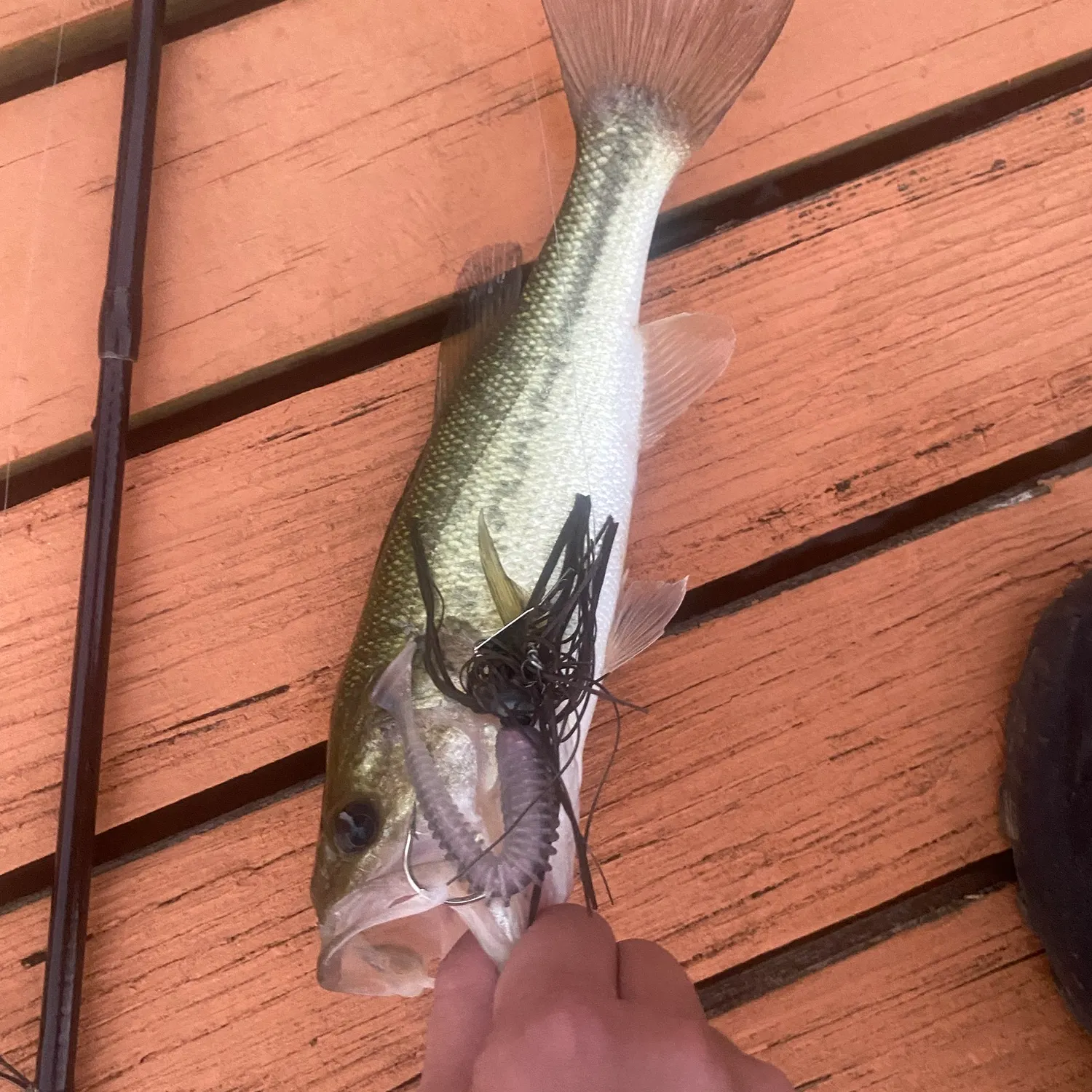 Largemouth bass caught on Fishbrain