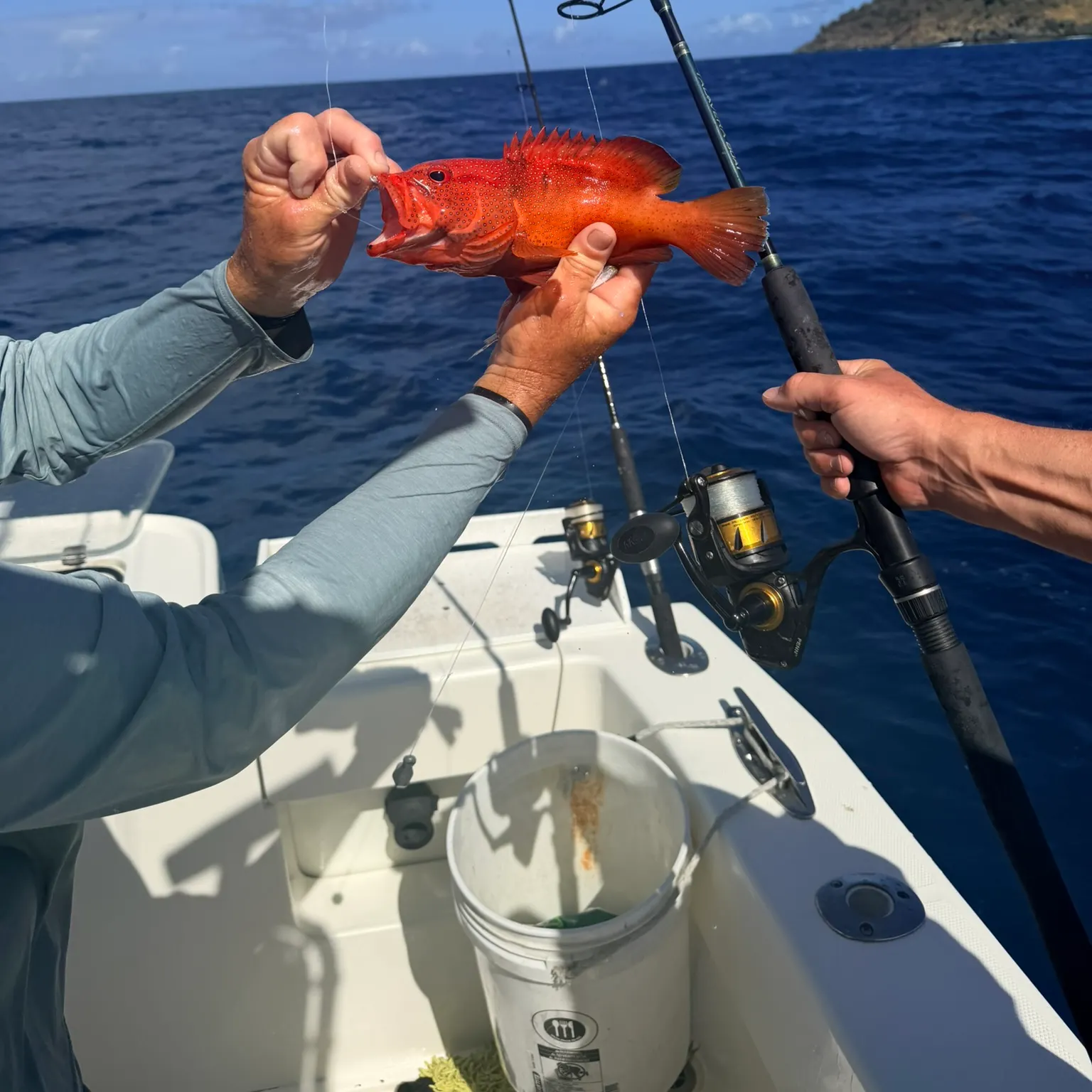 The most recent Coney grouper catches on Fishbrain