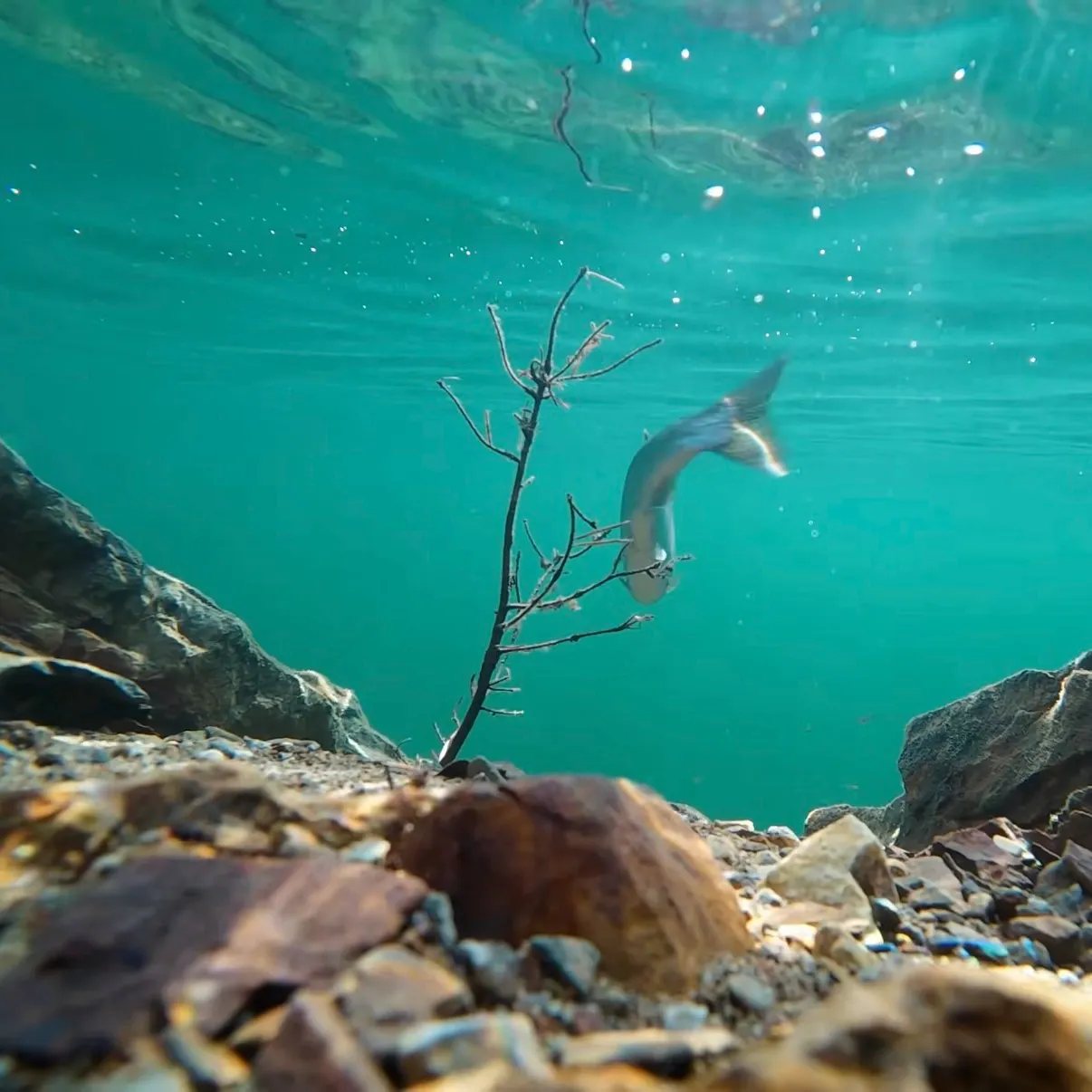 Rainbow trout caught on Fishbrain