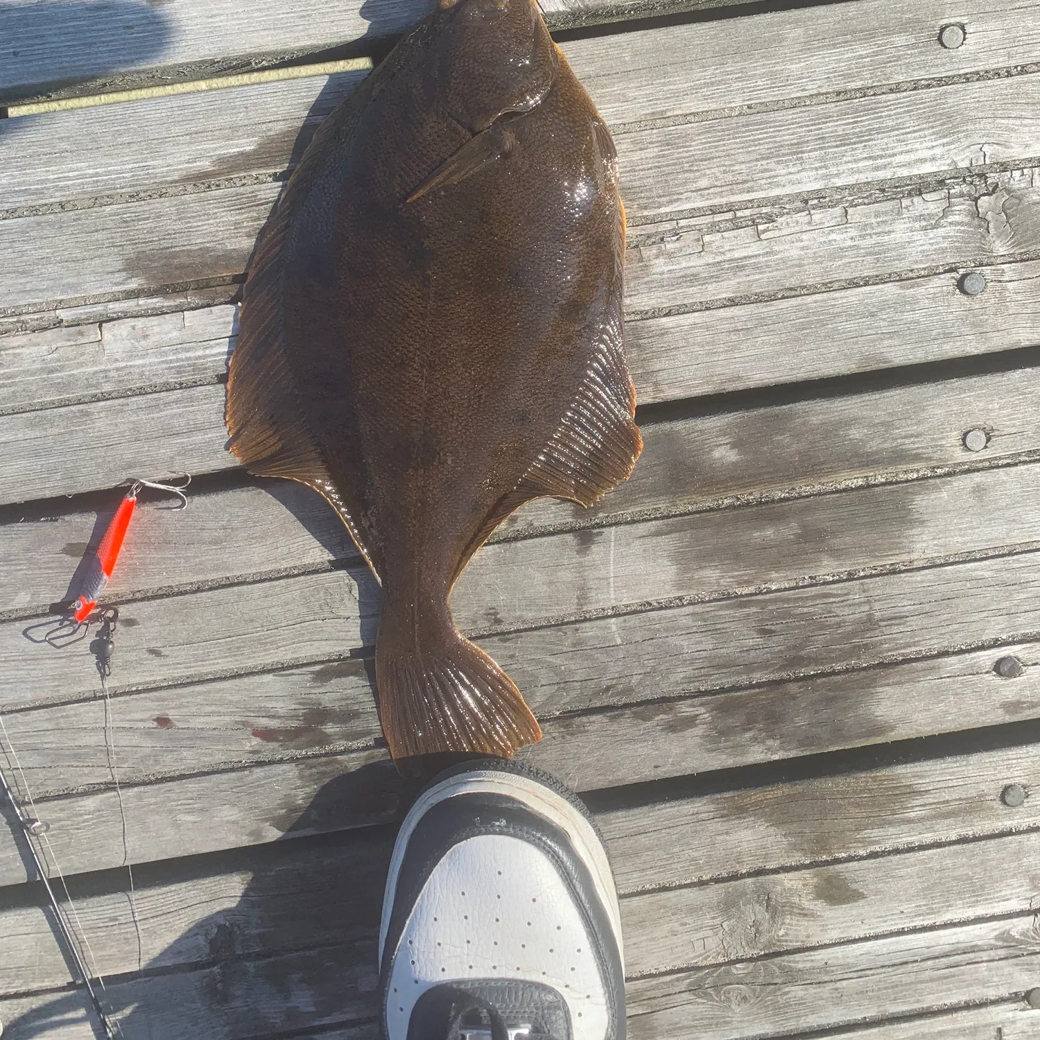 The most recent European flounder catches on Fishbrain