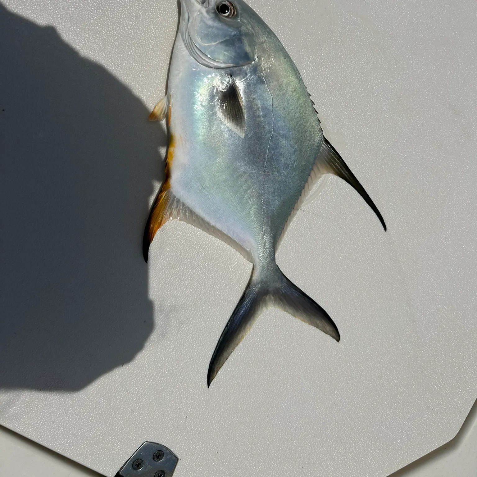The most recent Permit catches on Fishbrain