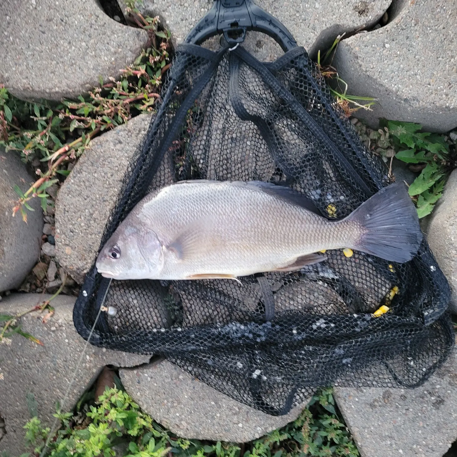 Freshwater drum caught on Fishbrain