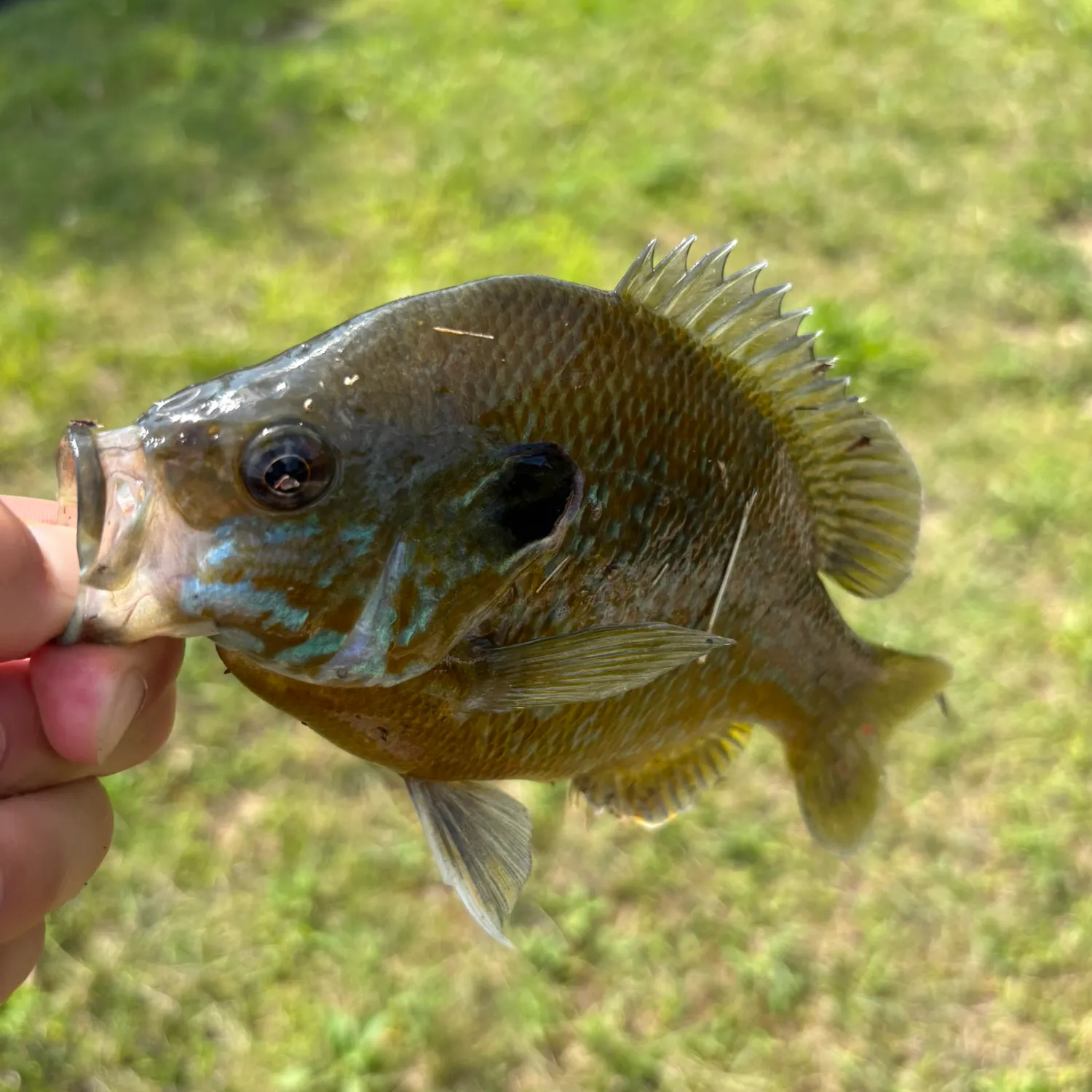 Greengill hybrid caught on Fishbrain