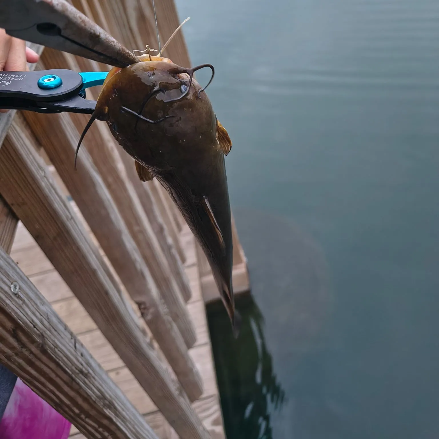 Yellow bullhead caught on Fishbrain