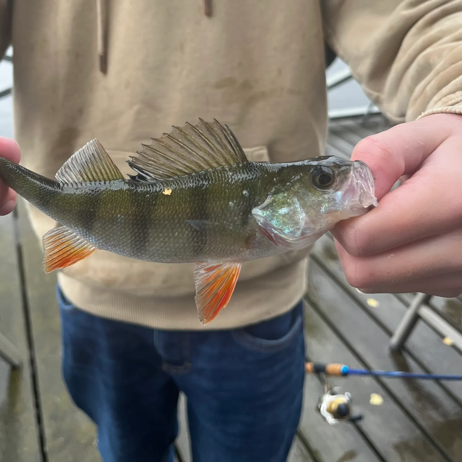 European perch caught on Fishbrain