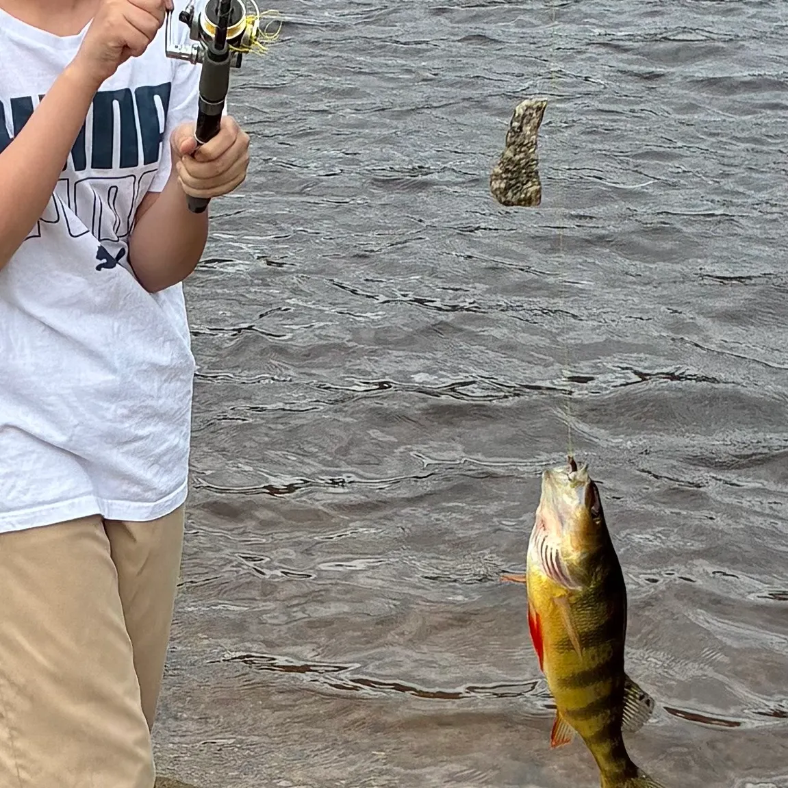 The most recent Redfin pickerel catches on Fishbrain