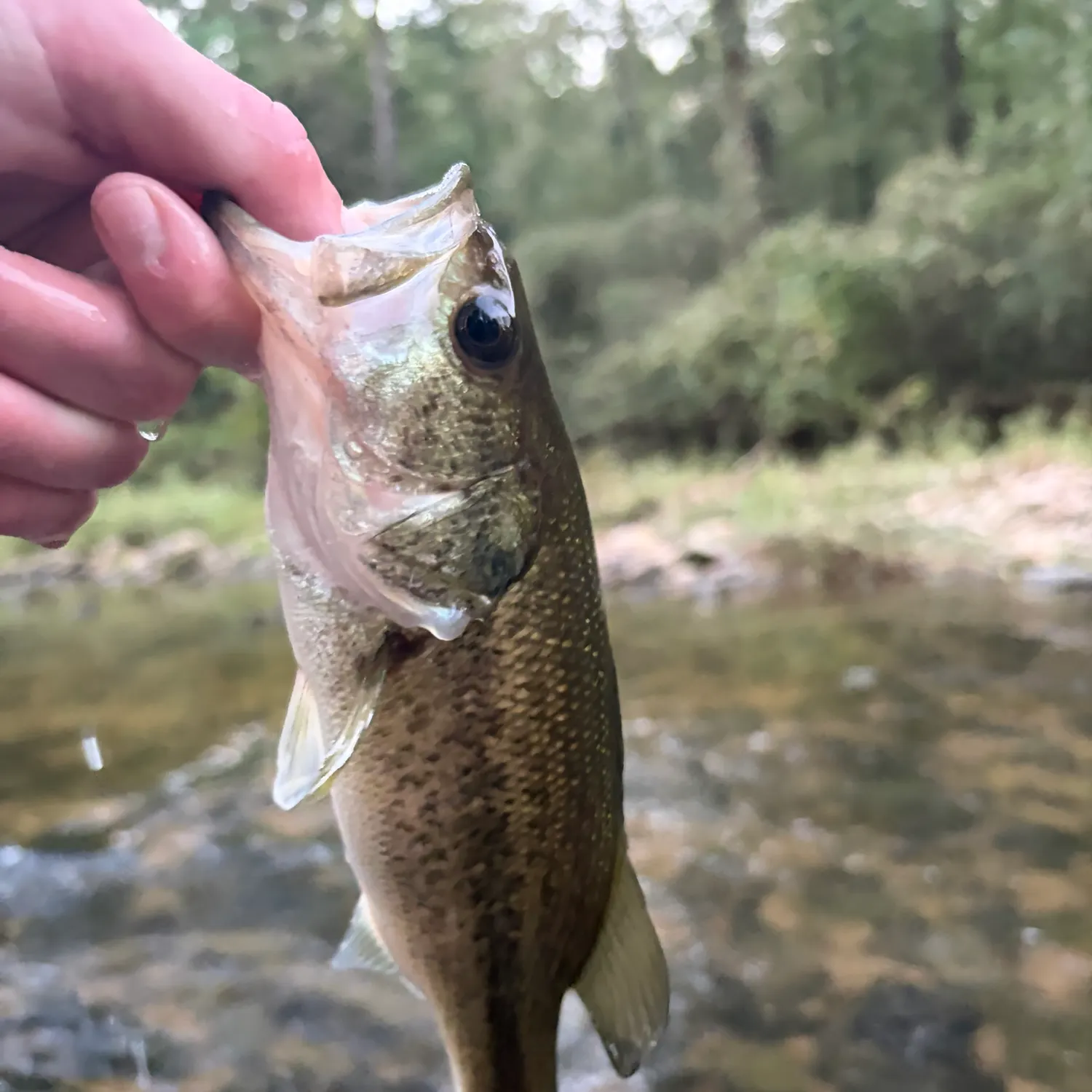 Fish caught on Fishbrain