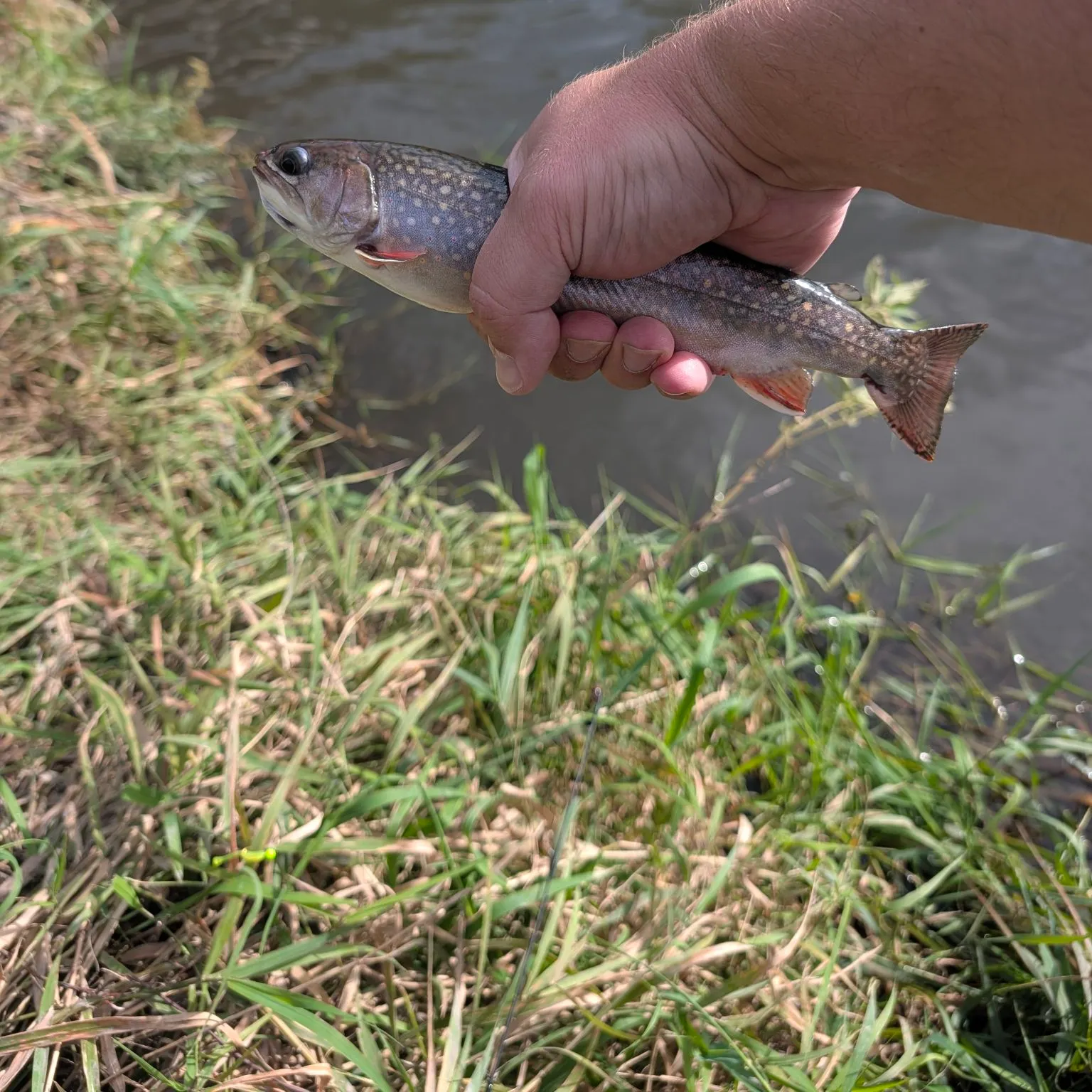 Brook trout caught on Fishbrain