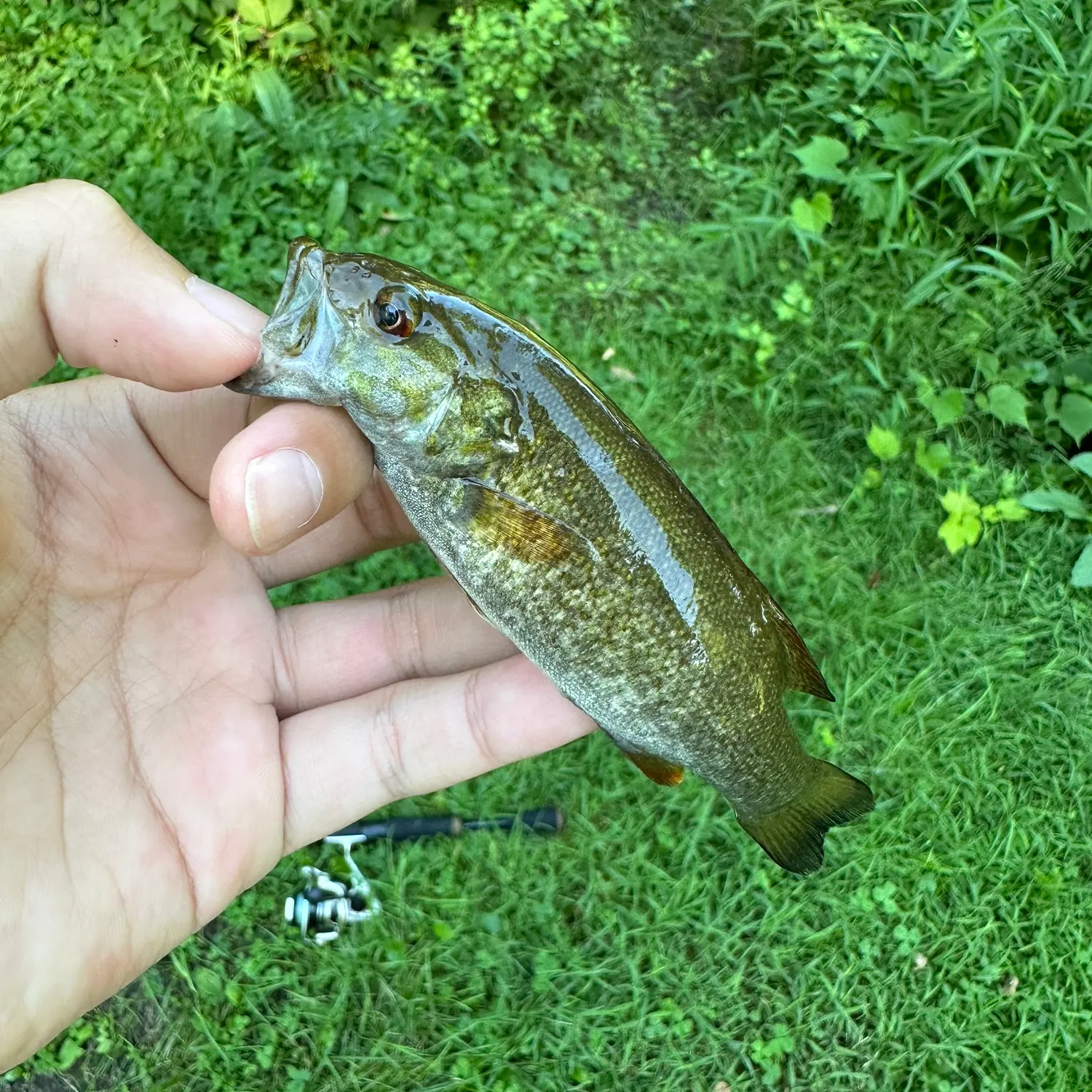 Smallmouth bass caught on Fishbrain