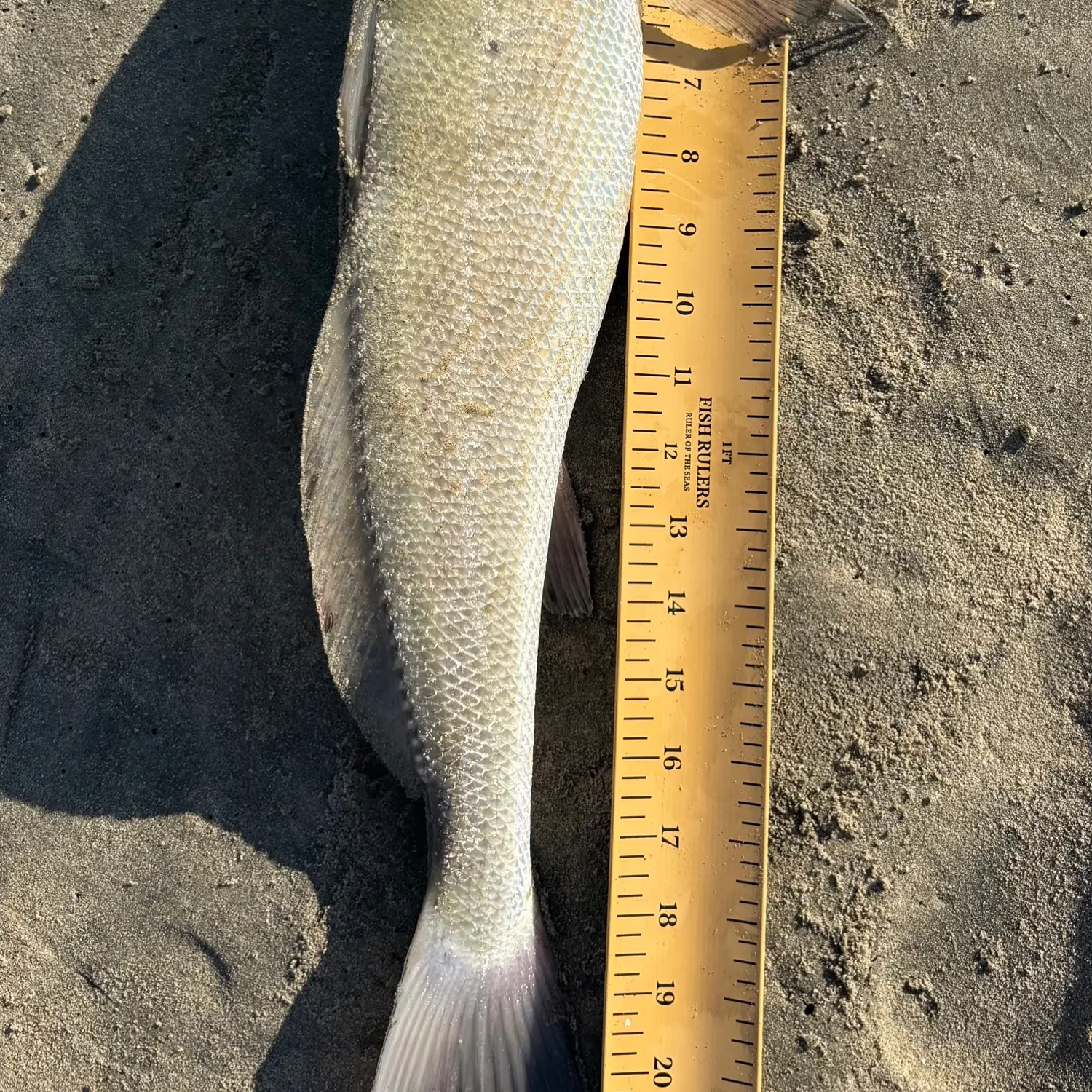 California corbina caught on Fishbrain