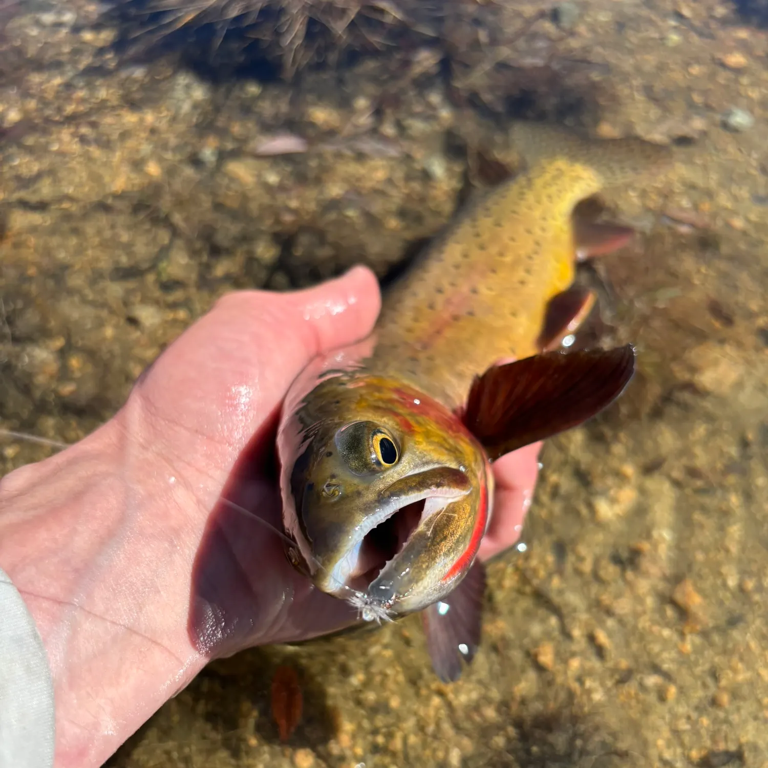 The most recent Colorado river cutthroat trout catches on Fishbrain