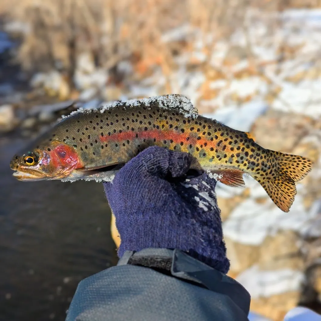 The most recent Cutbow catches on Fishbrain