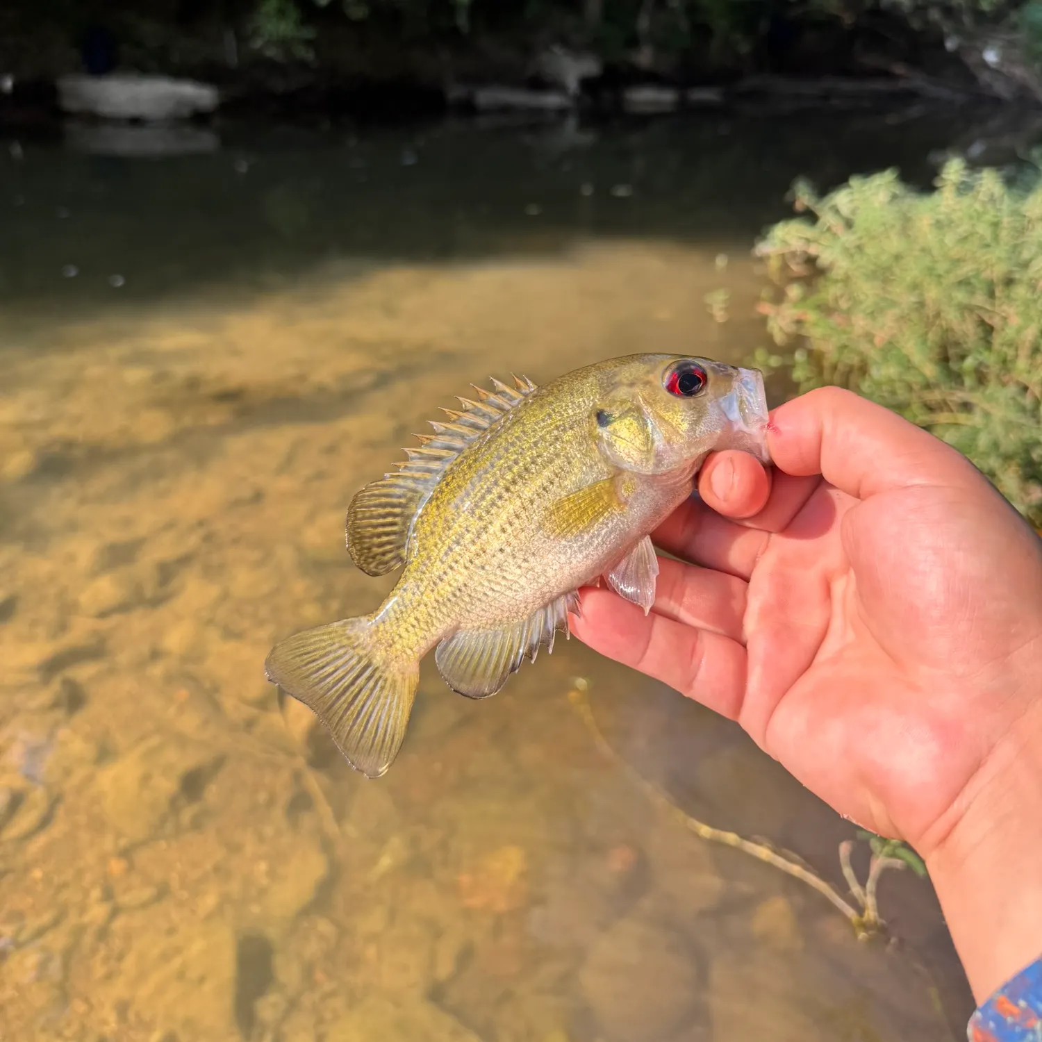 Rock bass caught on Fishbrain