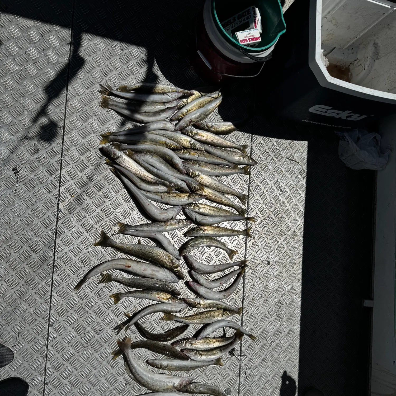 recently logged catches