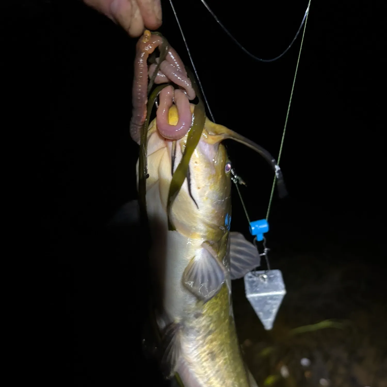 The most recent Brown bullhead catches on Fishbrain