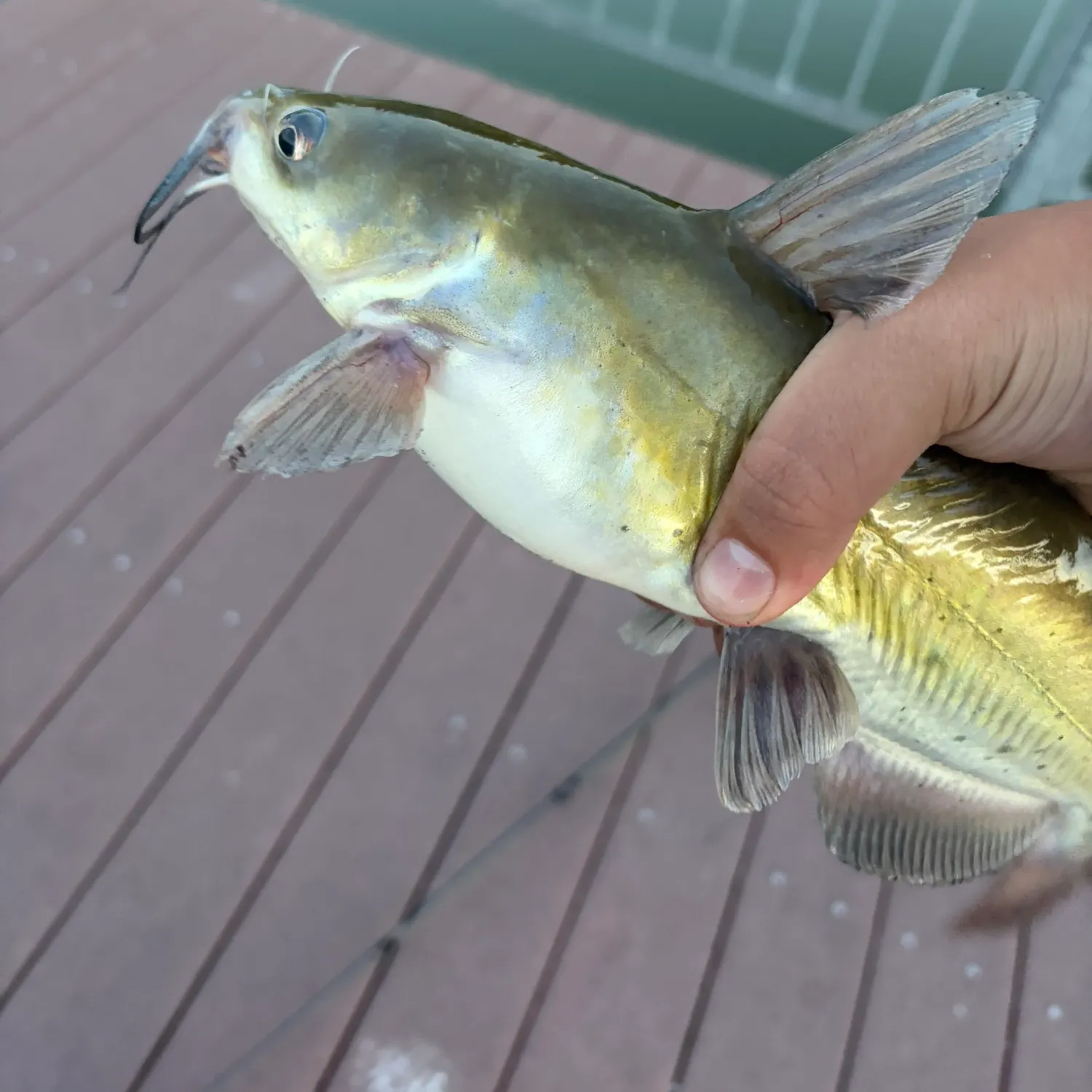 Channel catfish caught on Fishbrain