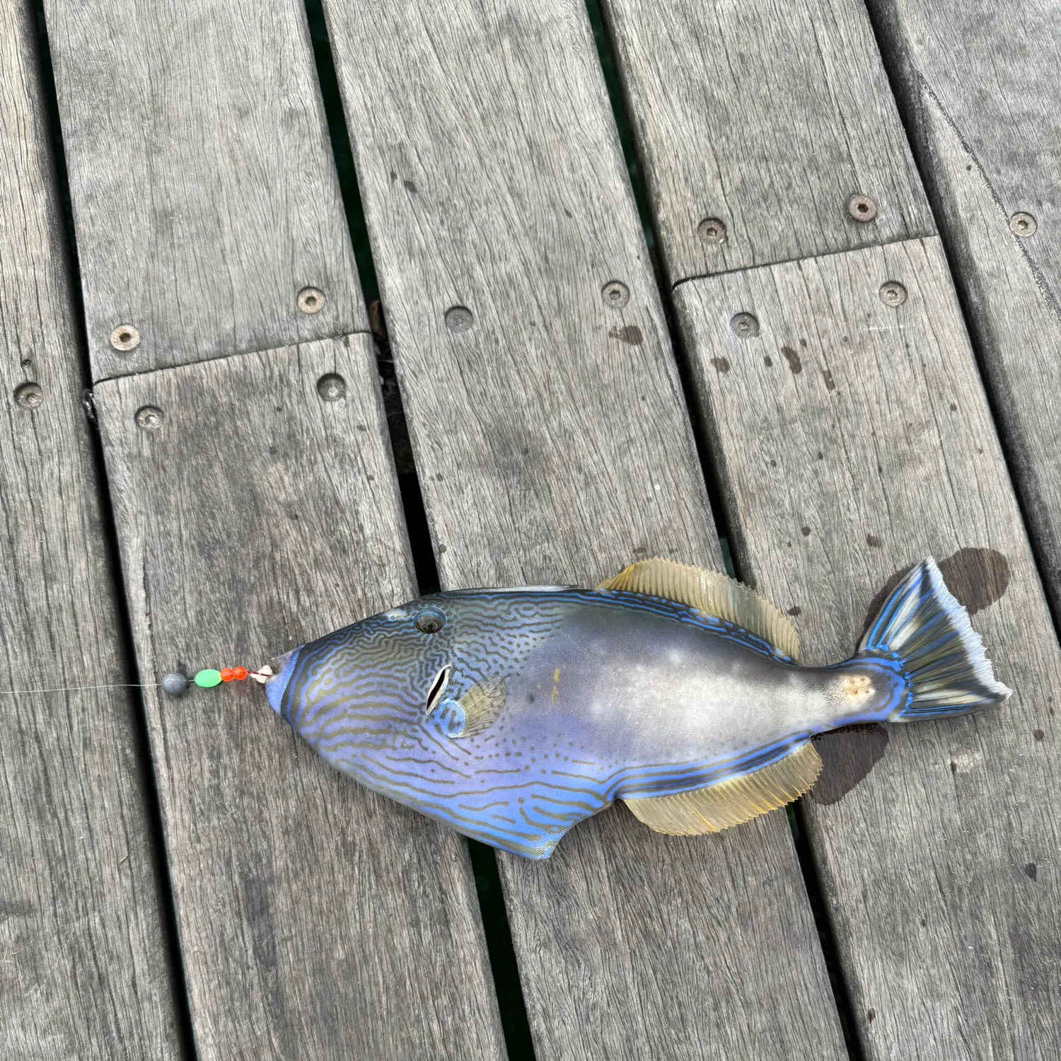 recently logged catches