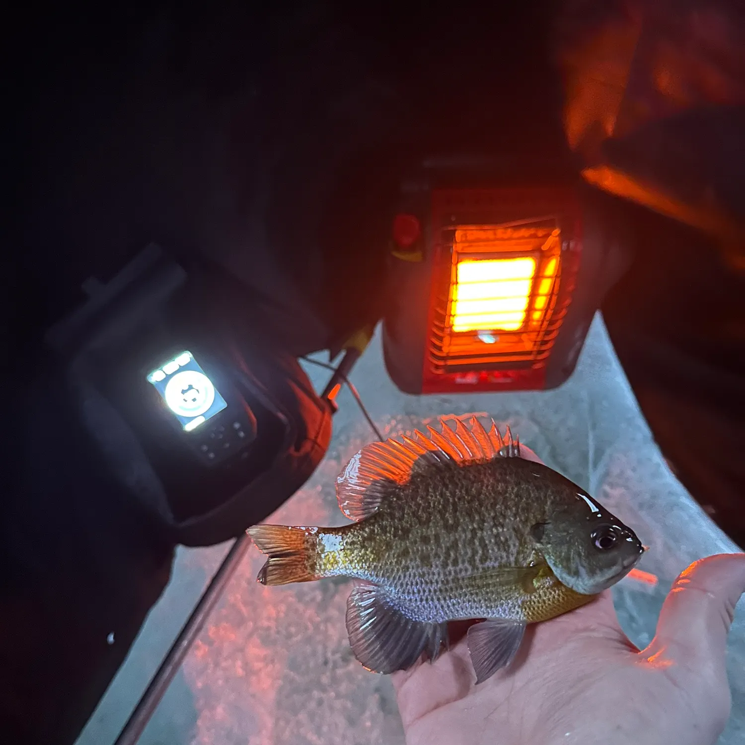 The most recent Bluegill catches on Fishbrain