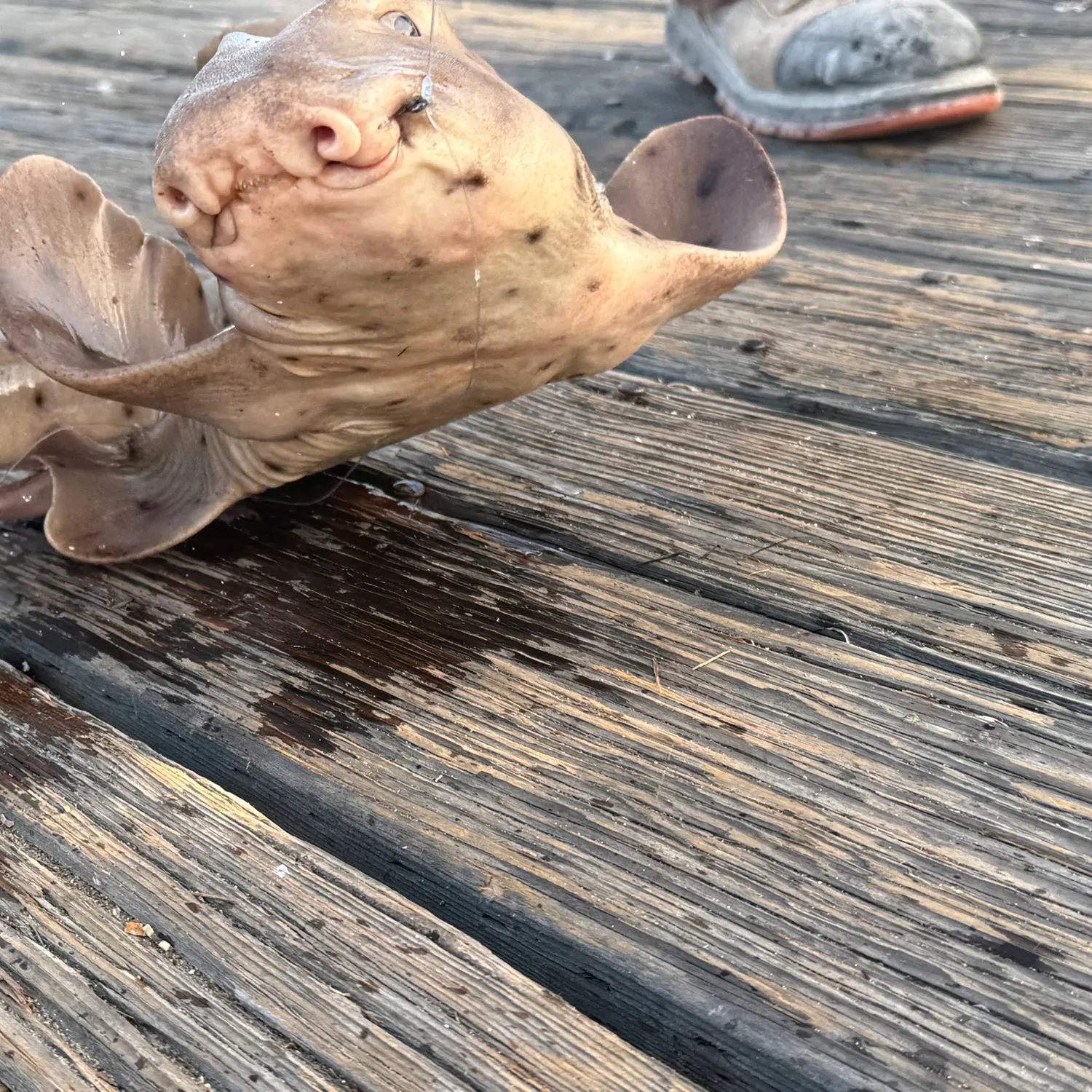 The most recent Horn shark catches on Fishbrain