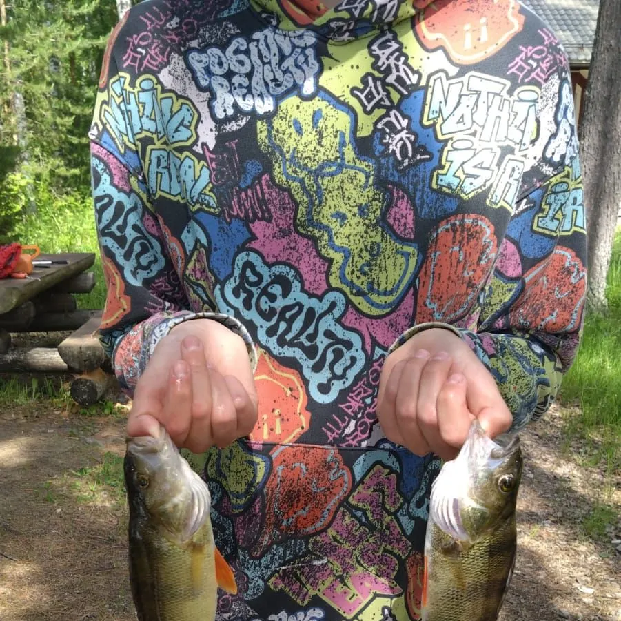 The most recent European perch catches on Fishbrain