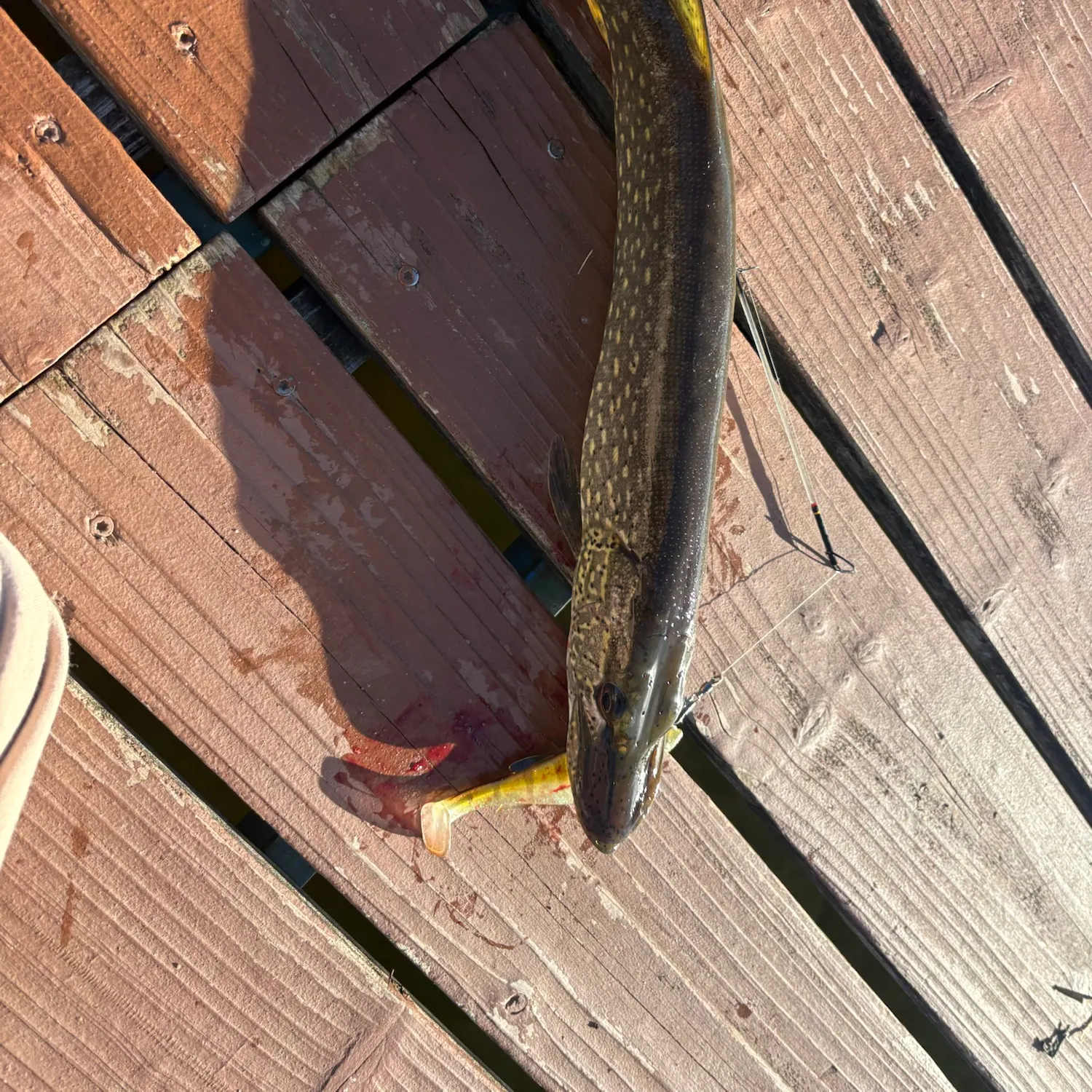 Northern pike caught on Fishbrain