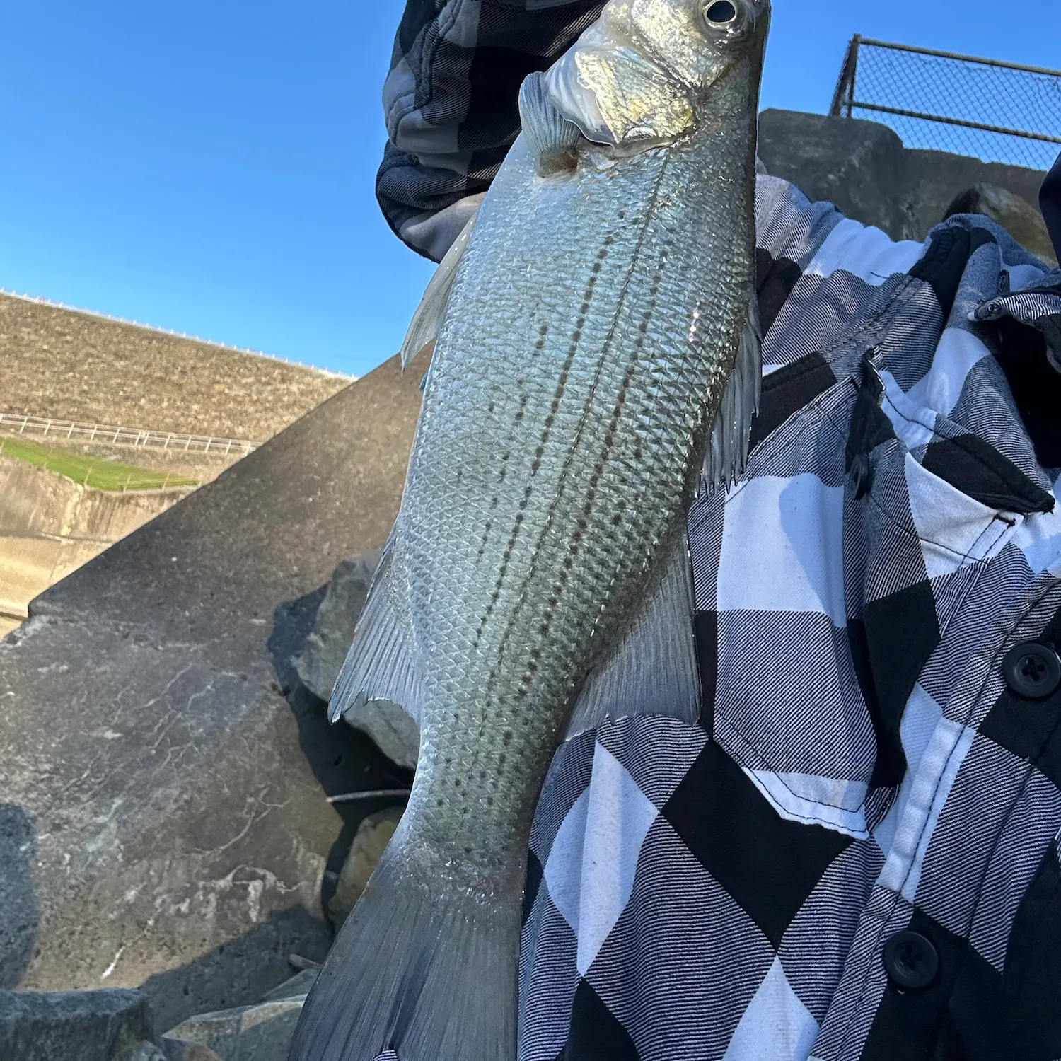 White bass caught on Fishbrain