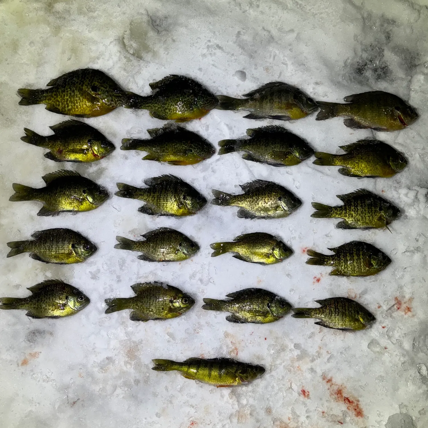 recently logged catches