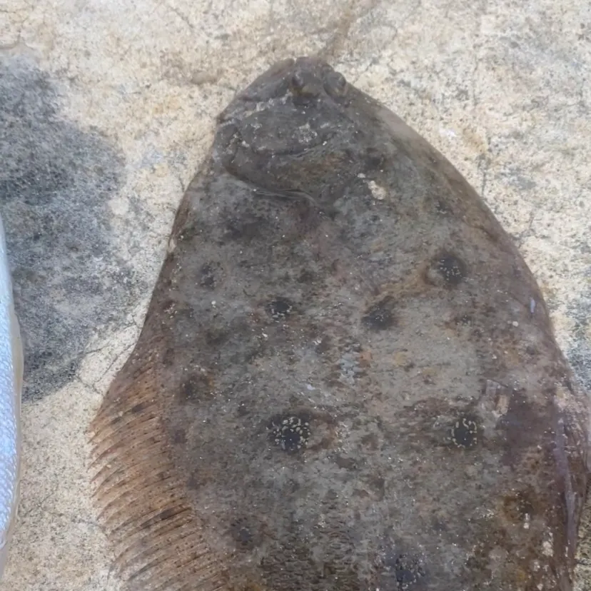 The most recent Largetooth flounder catches on Fishbrain