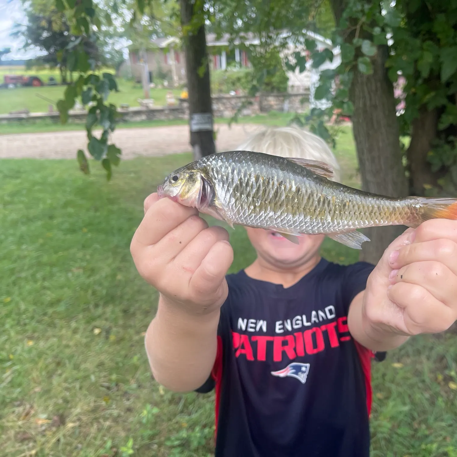 Common shiner caught on Fishbrain