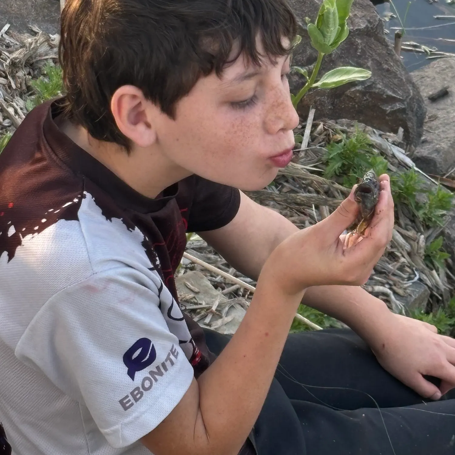 The most recent Spotted sunfish catches on Fishbrain