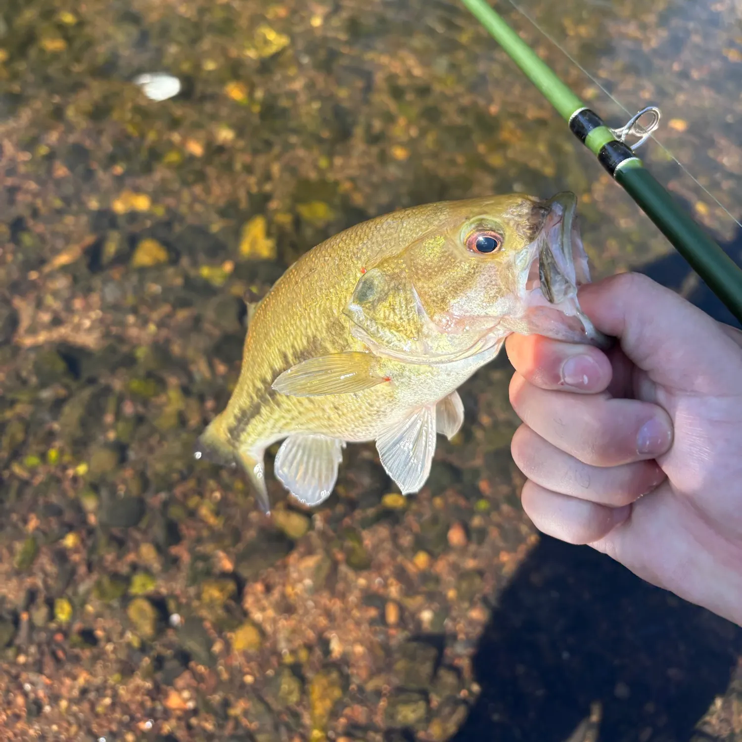 Spotted bass caught on Fishbrain