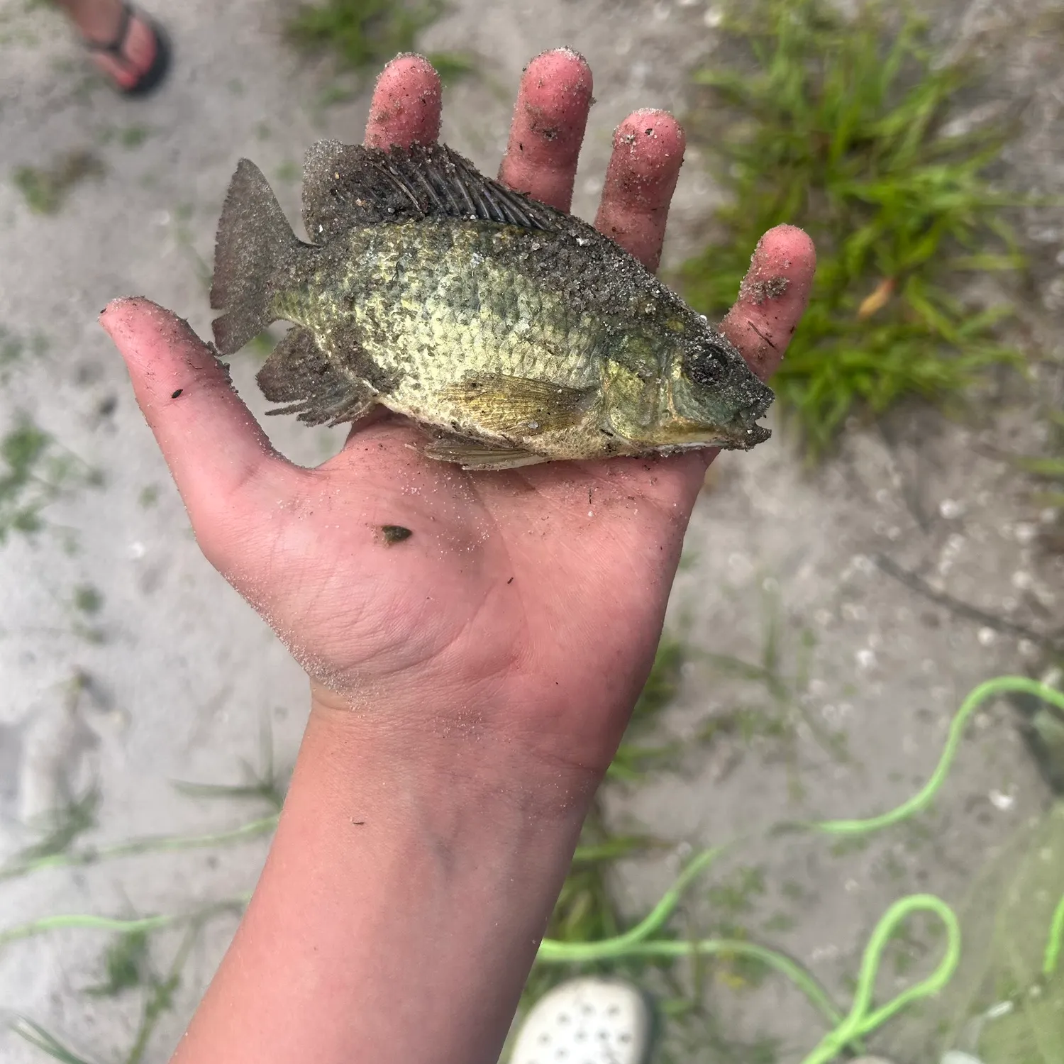 The most recent Spotted tilapia catches on Fishbrain