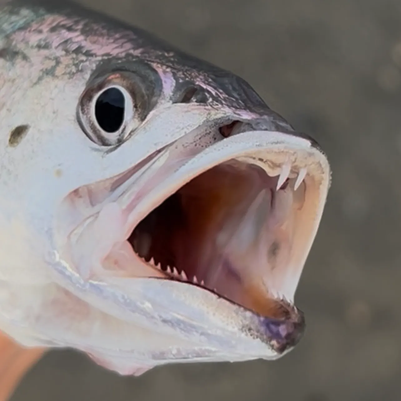 Gray weakfish caught on Fishbrain