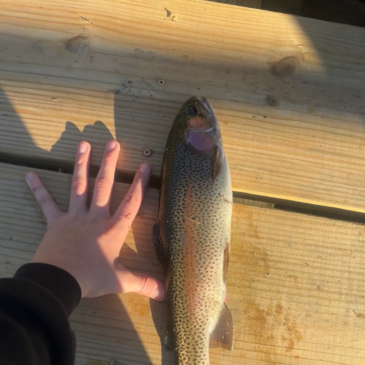 Rainbow trout caught on Fishbrain