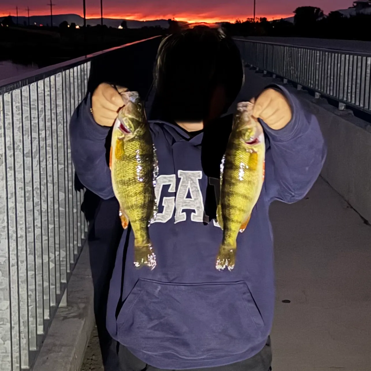 The most recent Yellow perch catches on Fishbrain
