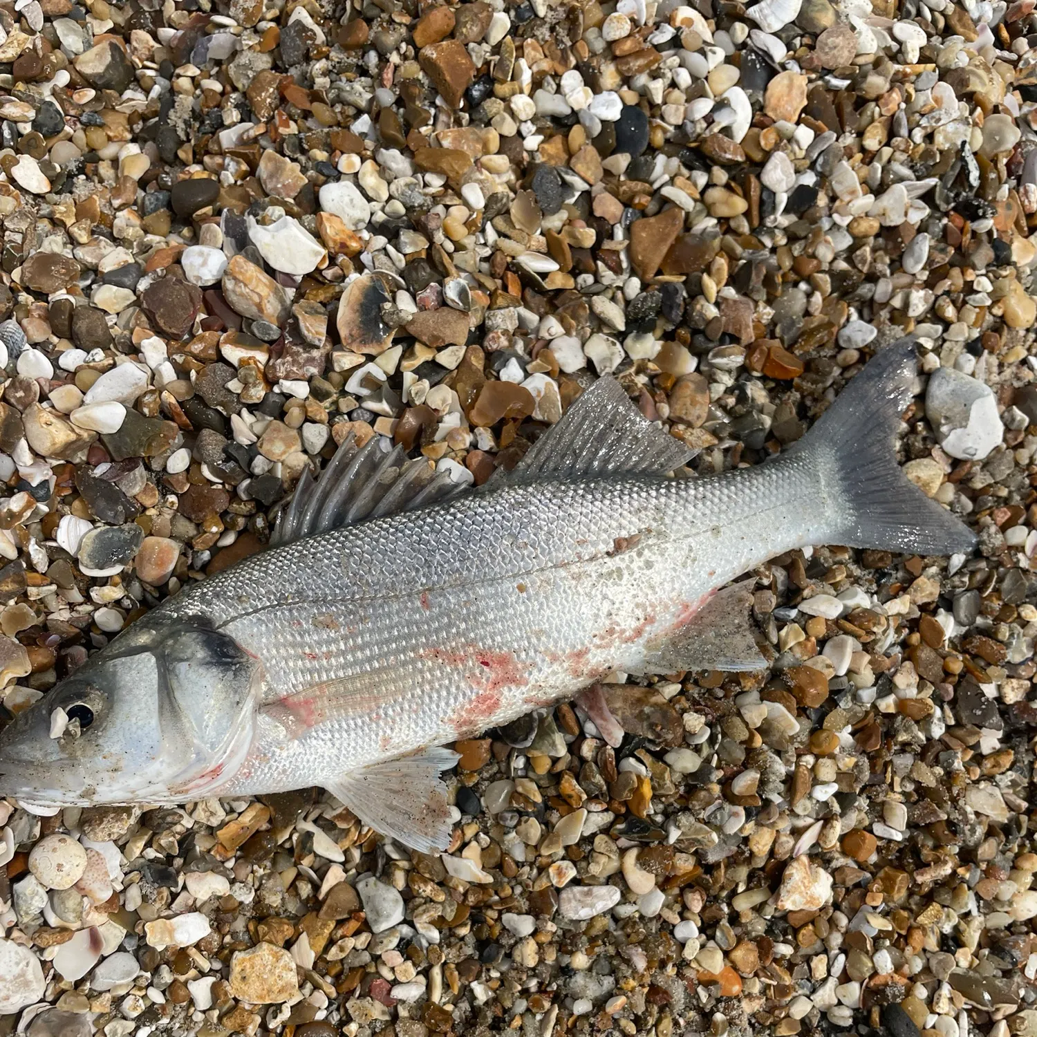 European seabass caught on Fishbrain