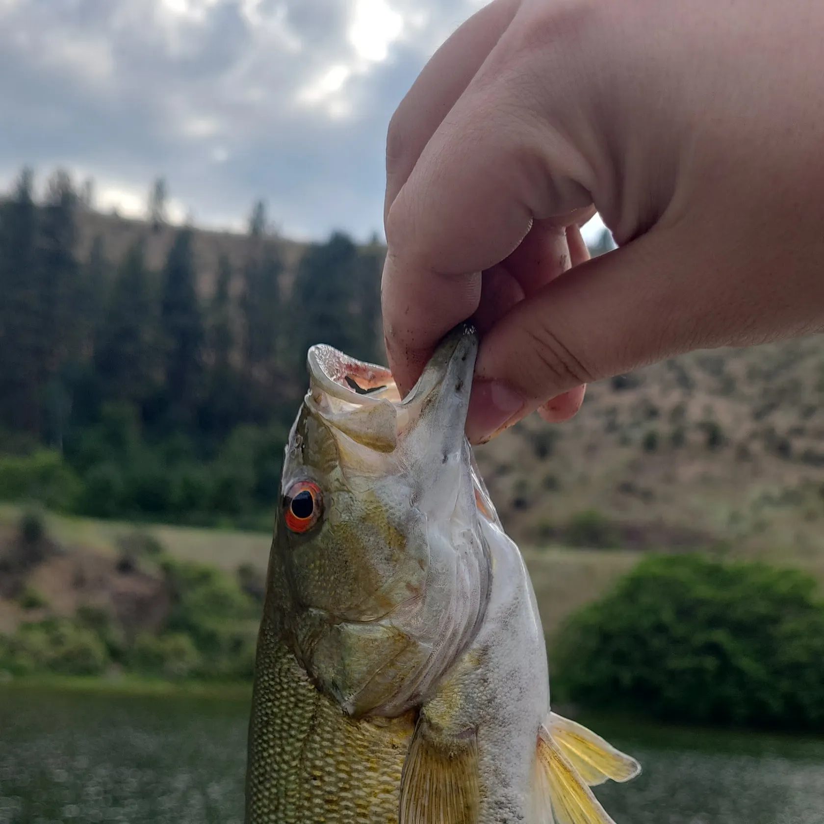 most liked catch image