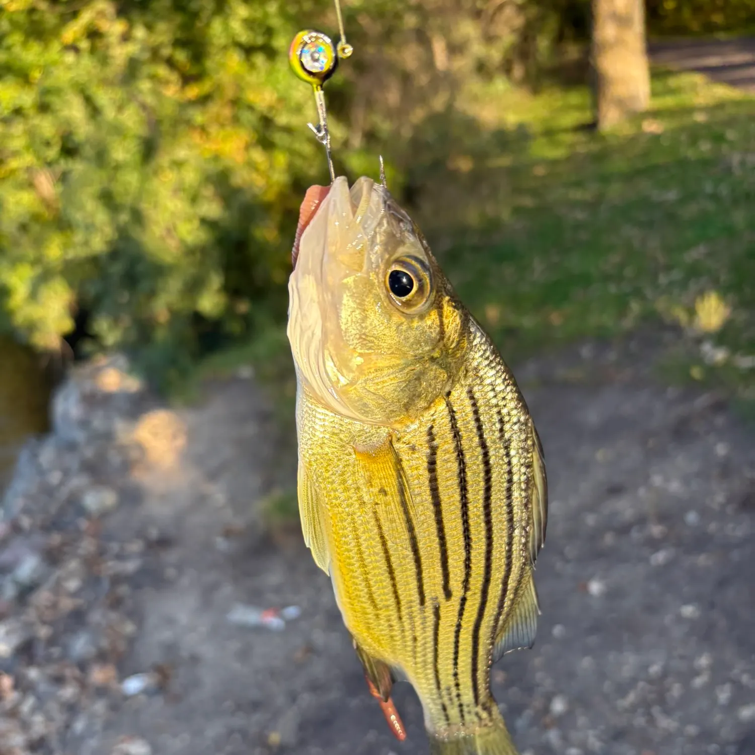 Yellow bass caught on Fishbrain