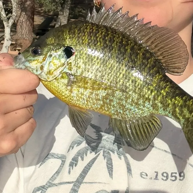 Redear sunfish caught on Fishbrain