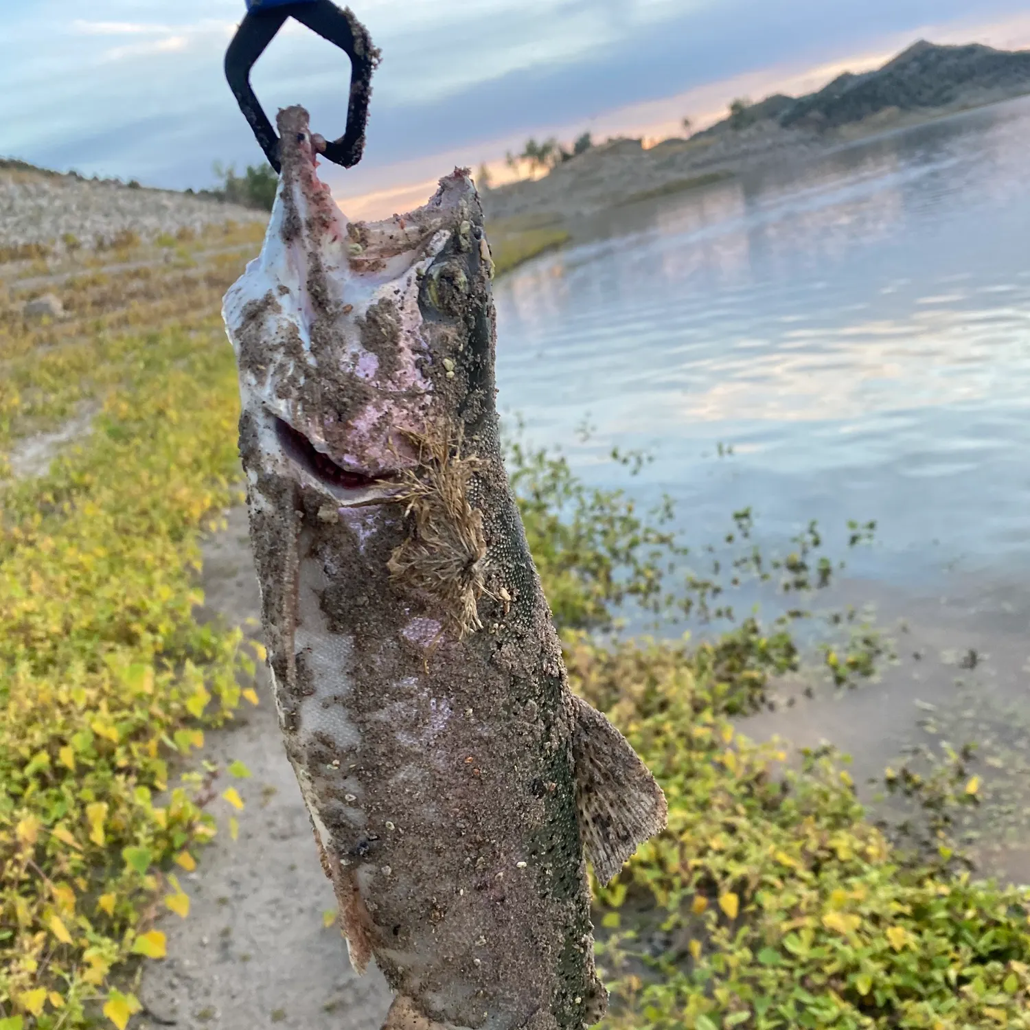 Rainbow trout caught on Fishbrain