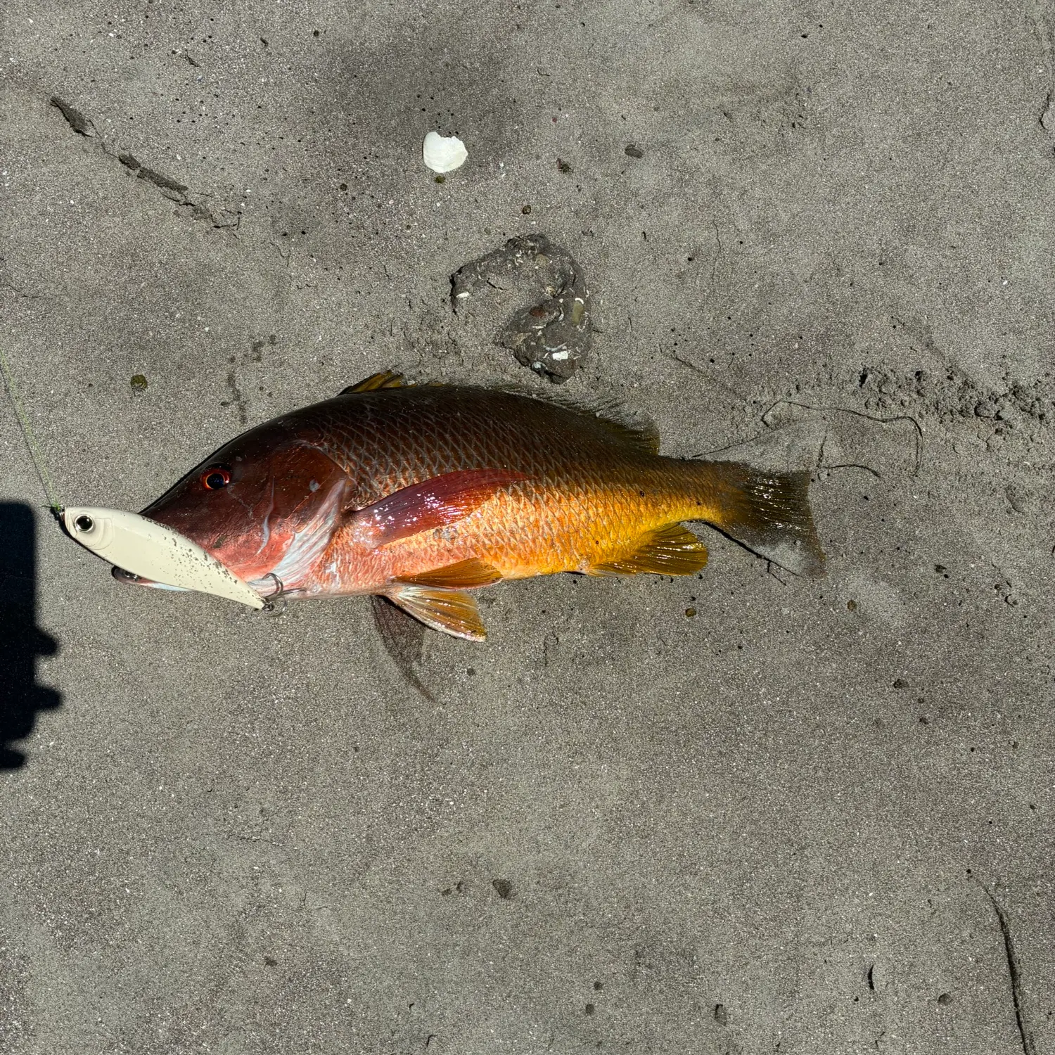 The most recent Dog Snapper catches on Fishbrain