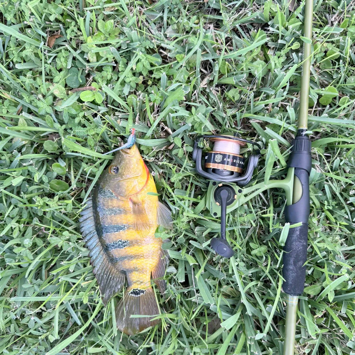 Mayan cichlid caught on Fishbrain
