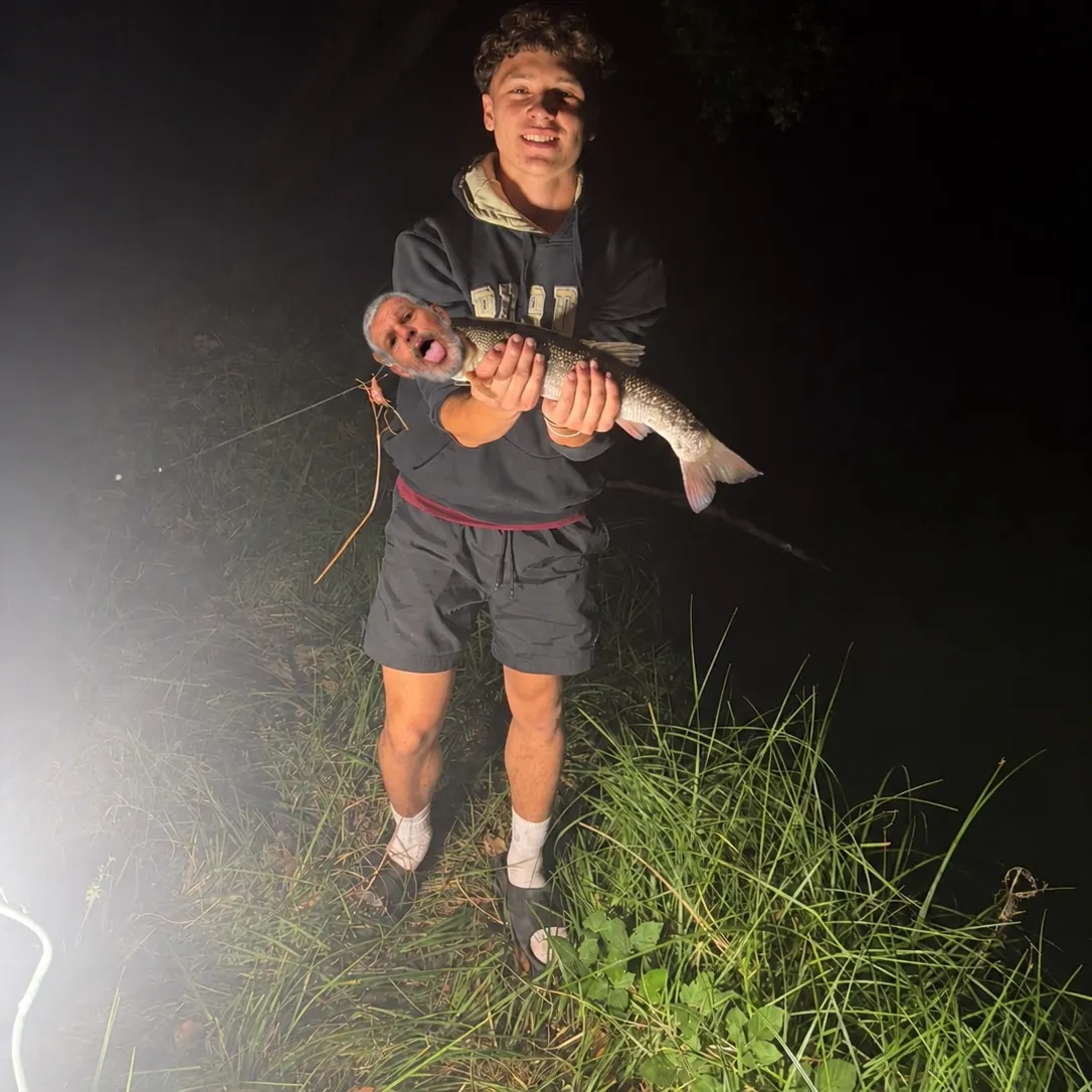 The most recent Australian Lungfish catches on Fishbrain