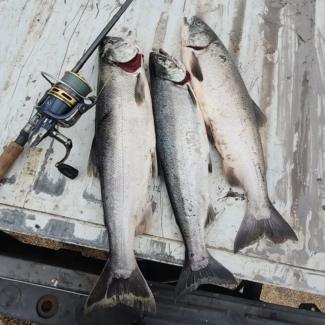 Coho salmon caught on Fishbrain