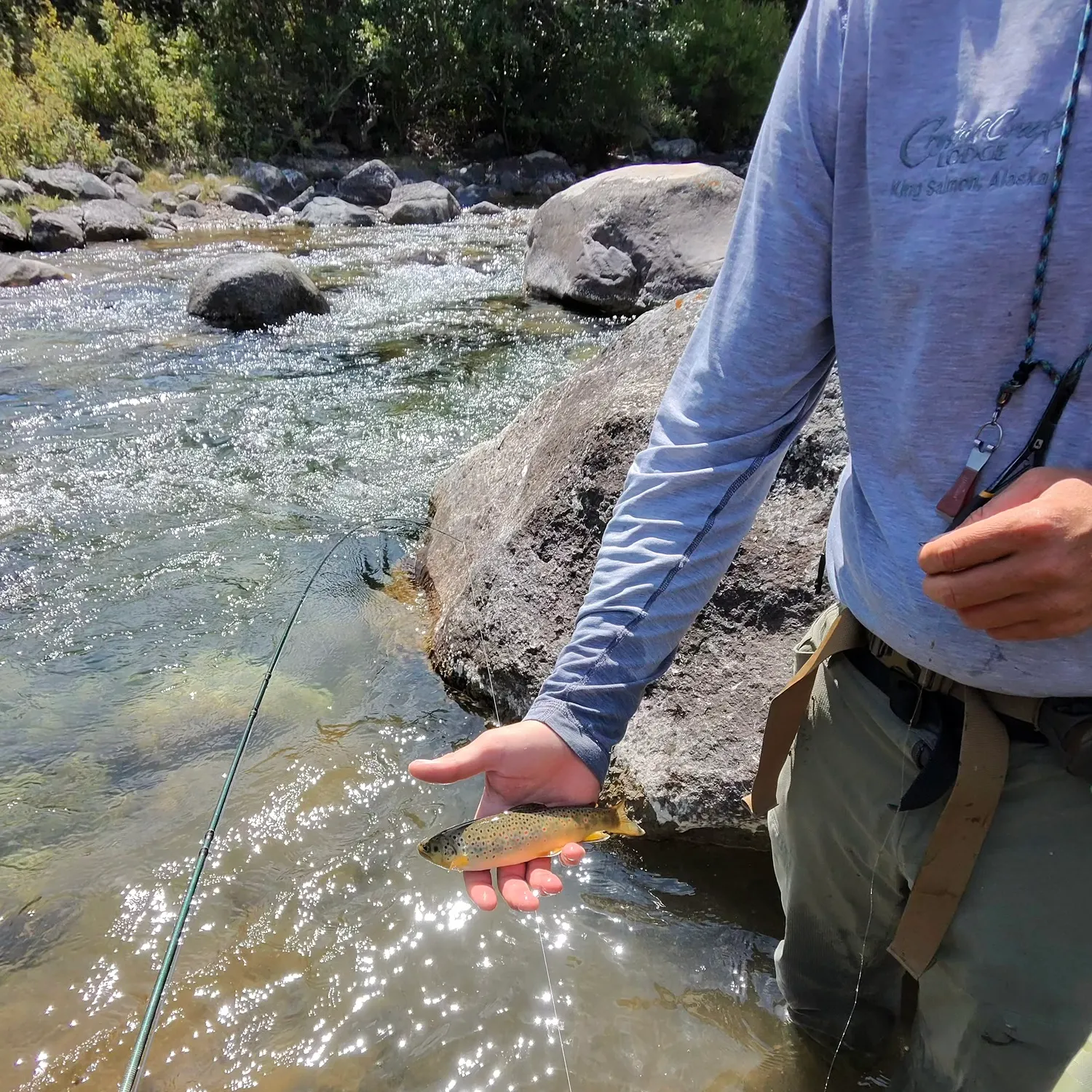 Brown trout caught on Fishbrain