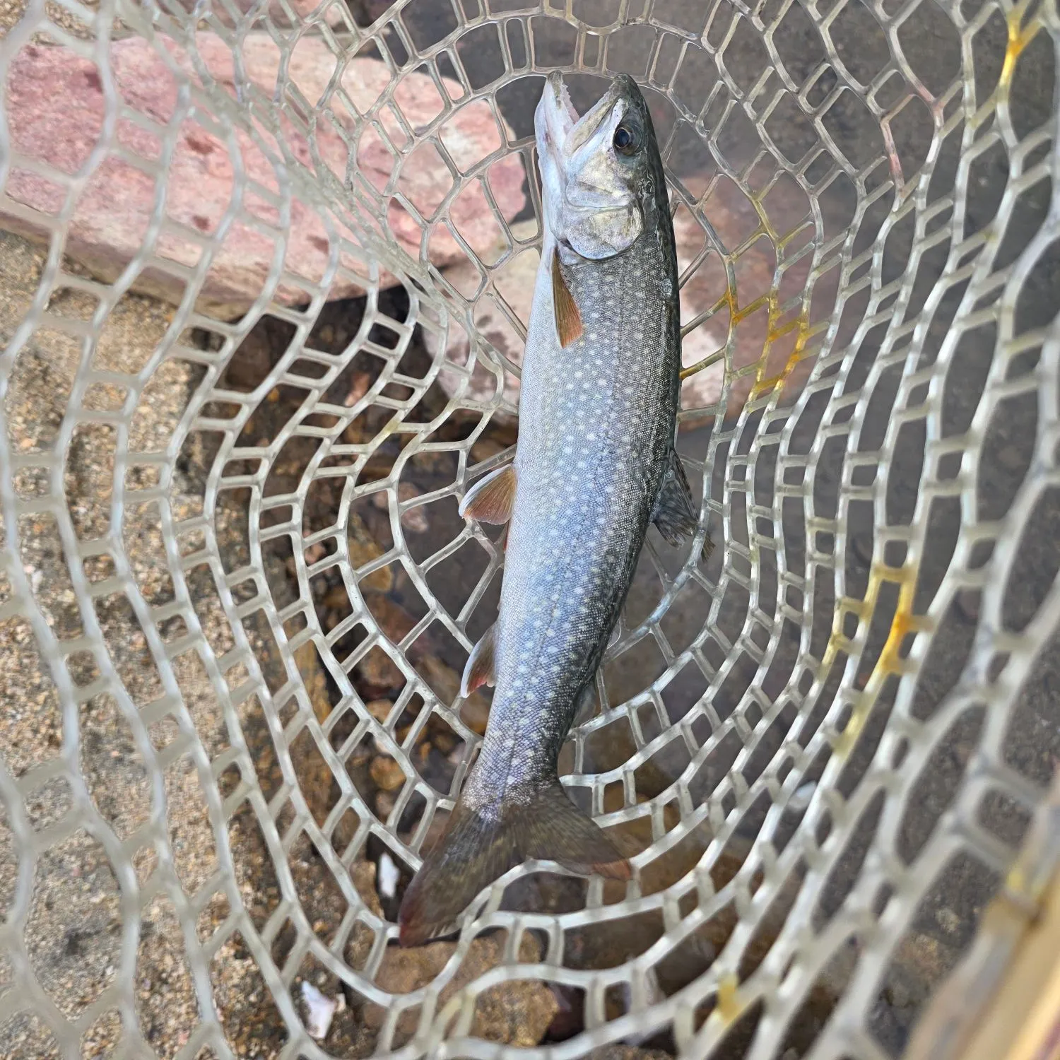 The most recent Lake char catches on Fishbrain