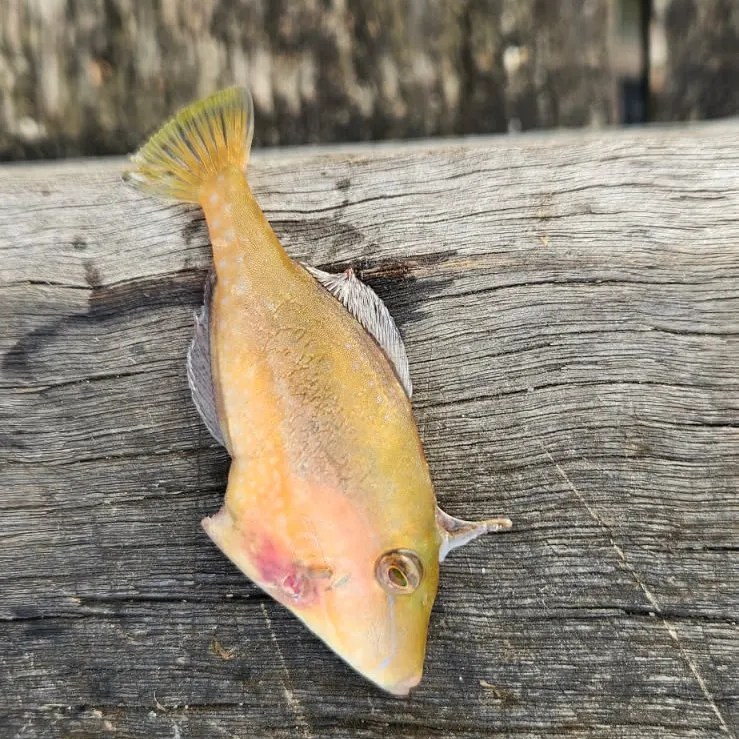 The most recent Large-scaled leatherjacket catches on Fishbrain