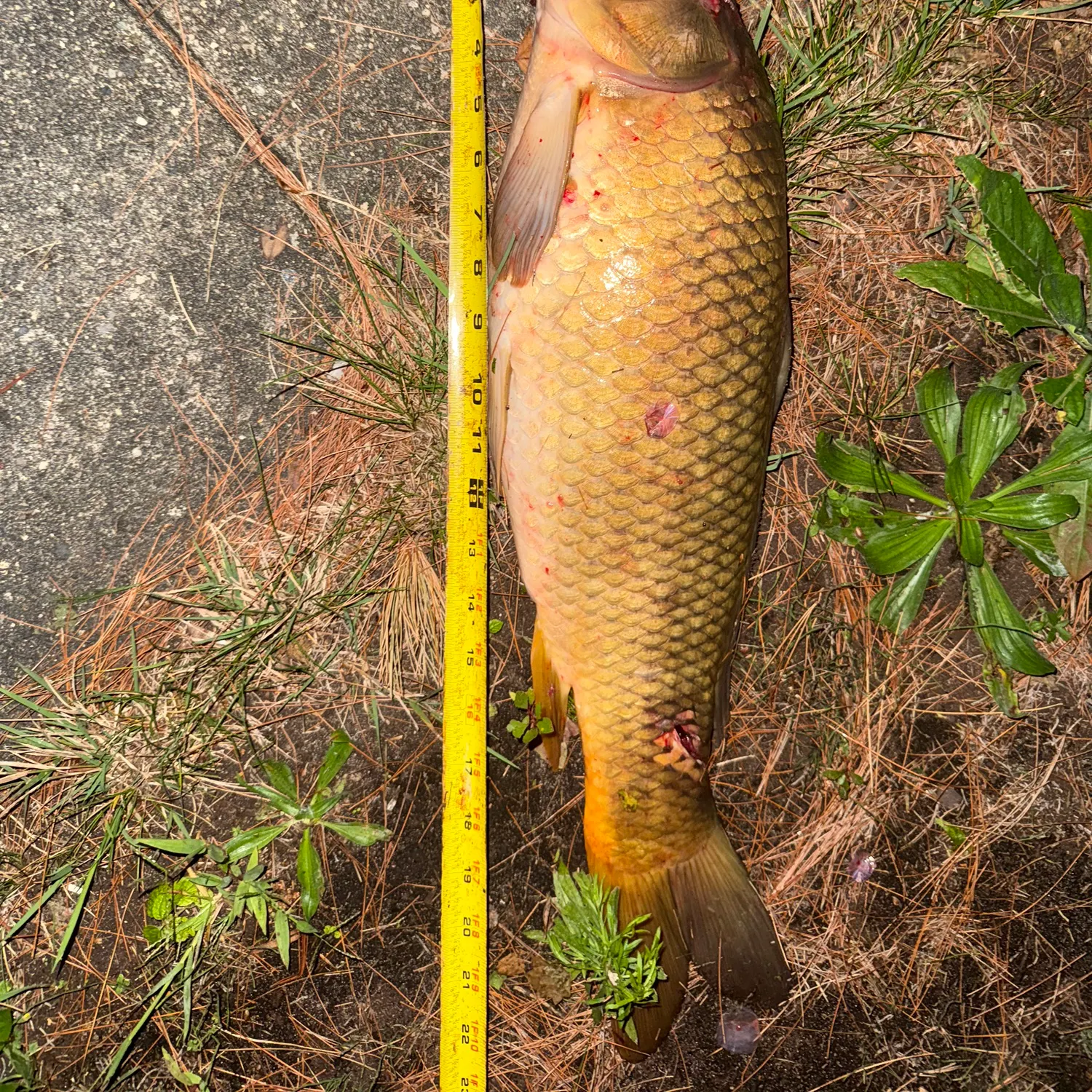 Common carp caught on Fishbrain